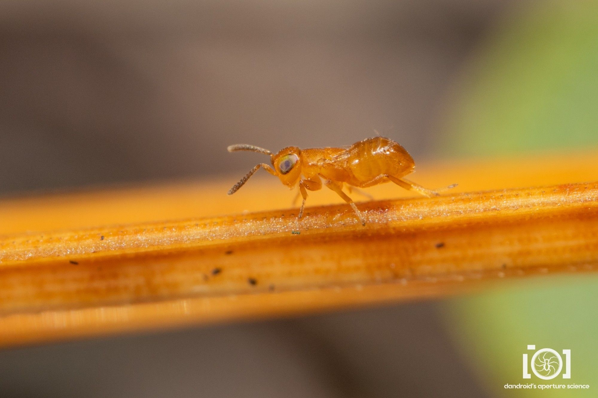 This one is just solid orange. Orange chew candy. With antennae.