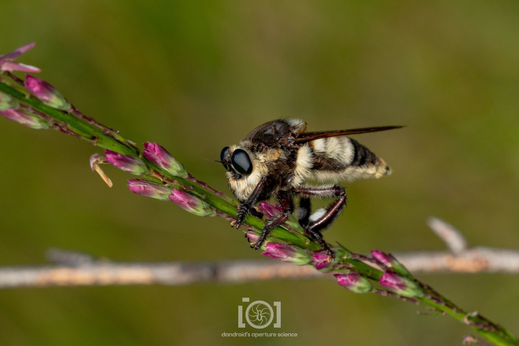 Large bumblebee mimic robberfly perched on a stalk of purple blazing star flowers