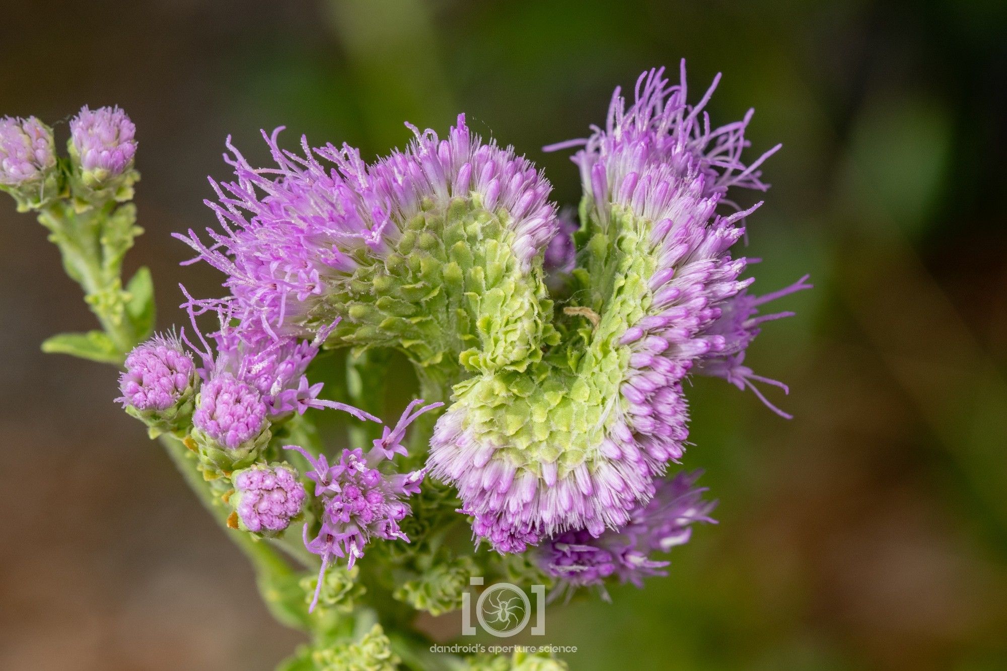 Cluster of purple chaffhead flowers, seen from the top; most are normal and round, but the central one is long and flat and folded like a ribbon with the purple petals along the "ridge" of the long bud