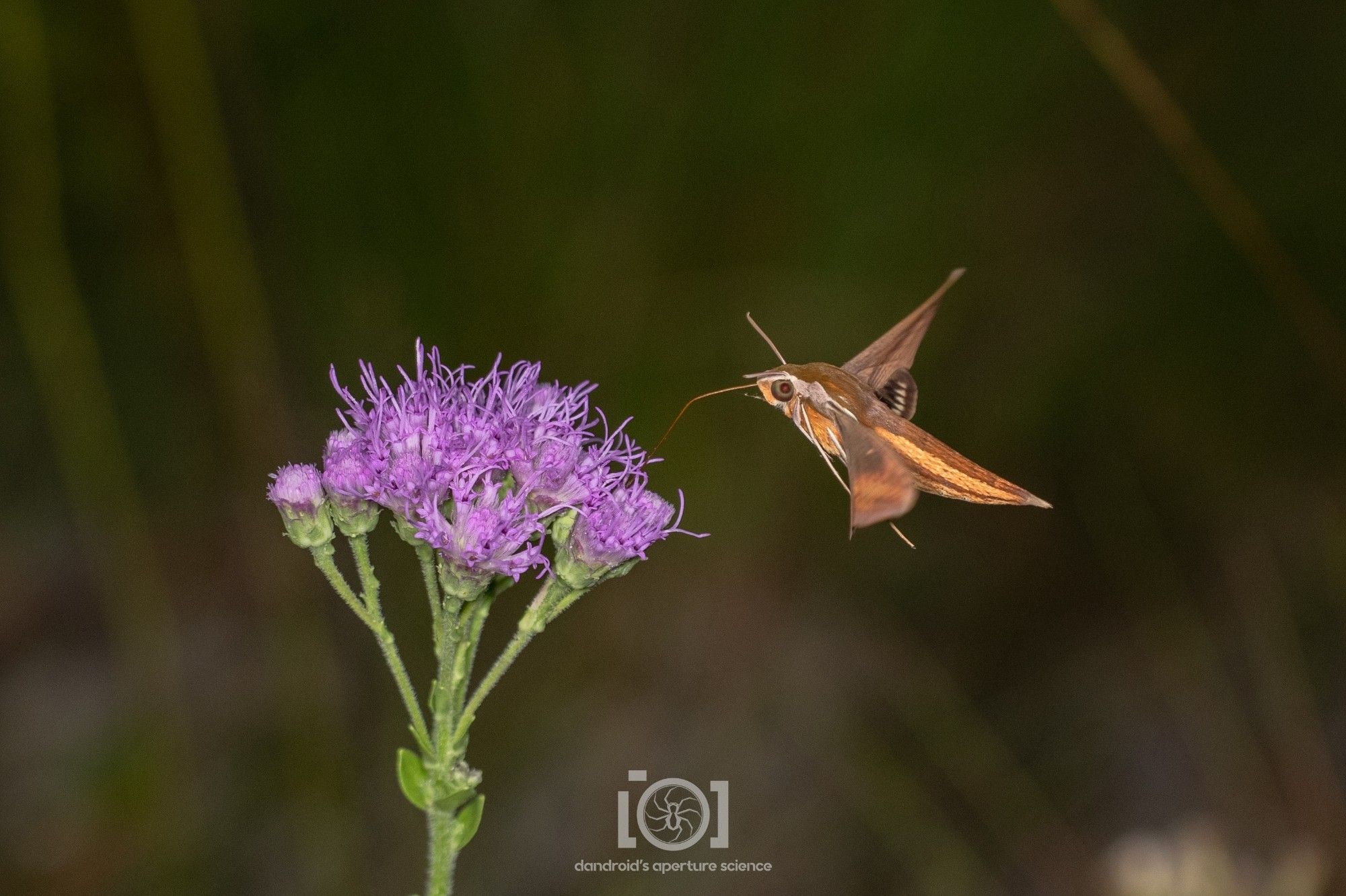 Handsome woody-brown hummingbird-y moth, hovering over a cluster of purple chaffhead flowers, long proboscis probing