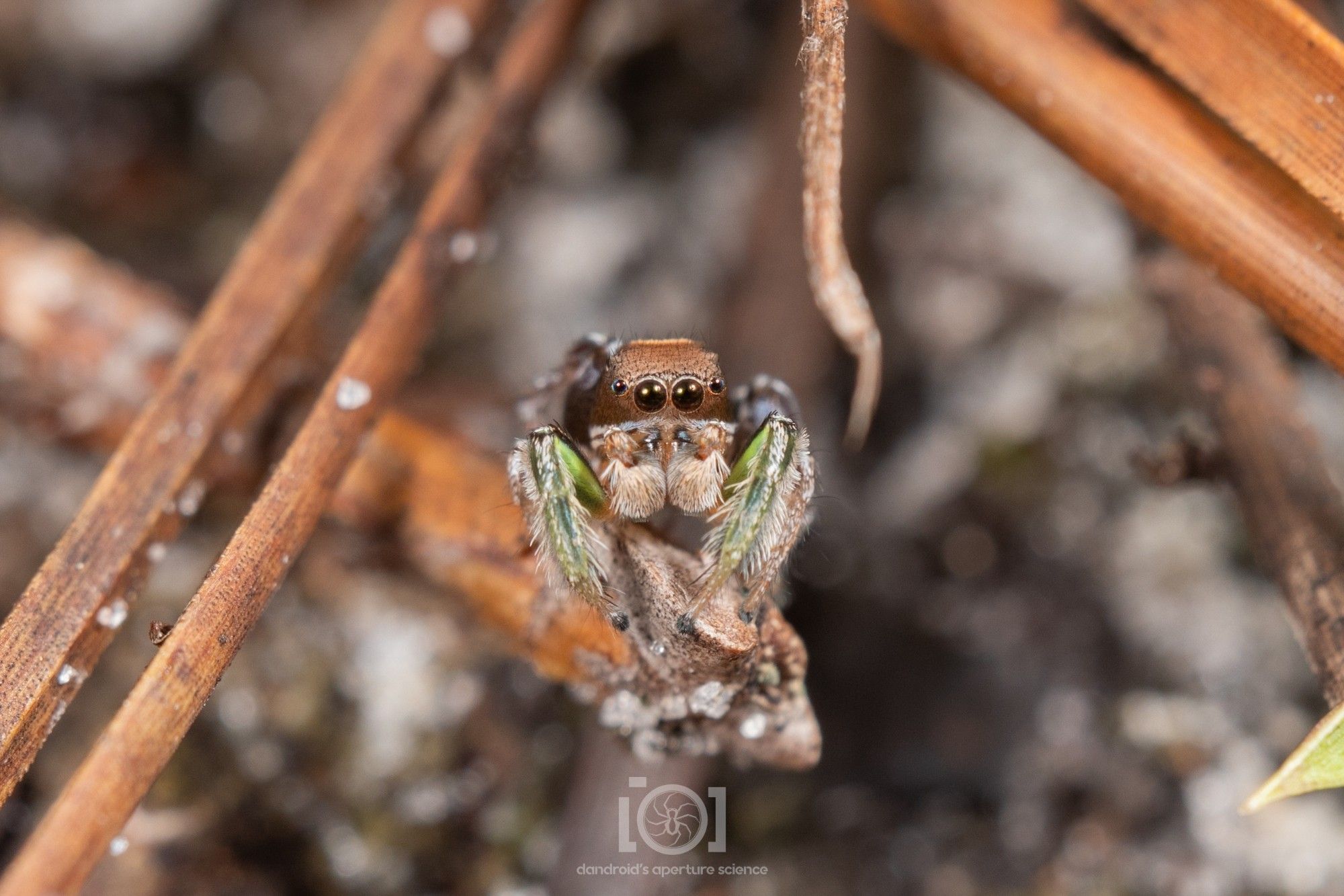 Little brown salticid boy with bright green 1st leg pair and little white eyebrows; perched on the tip of a pine needle, peering at you