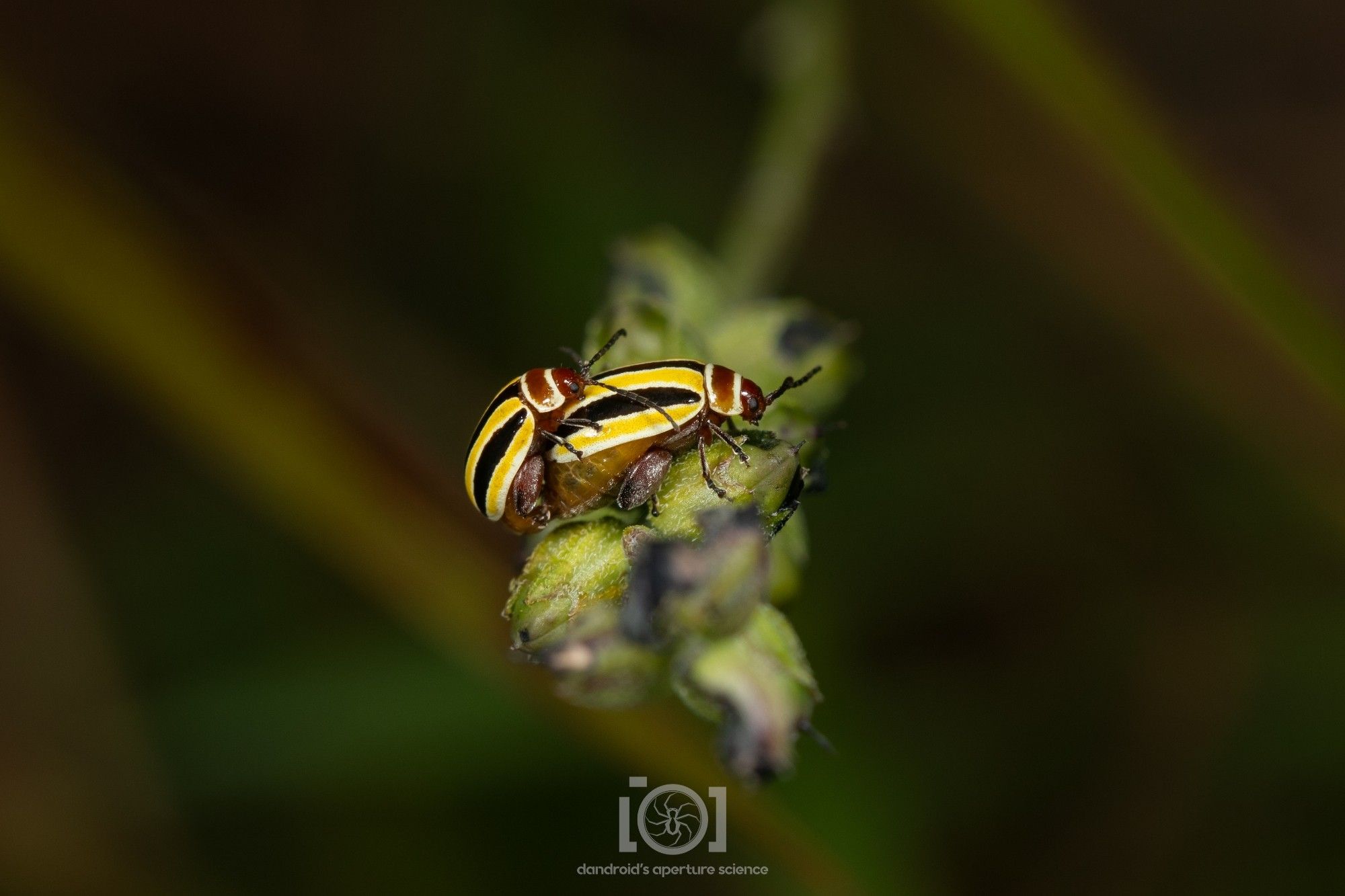 Two yellow and black striped beetles with red heads having beetle secks