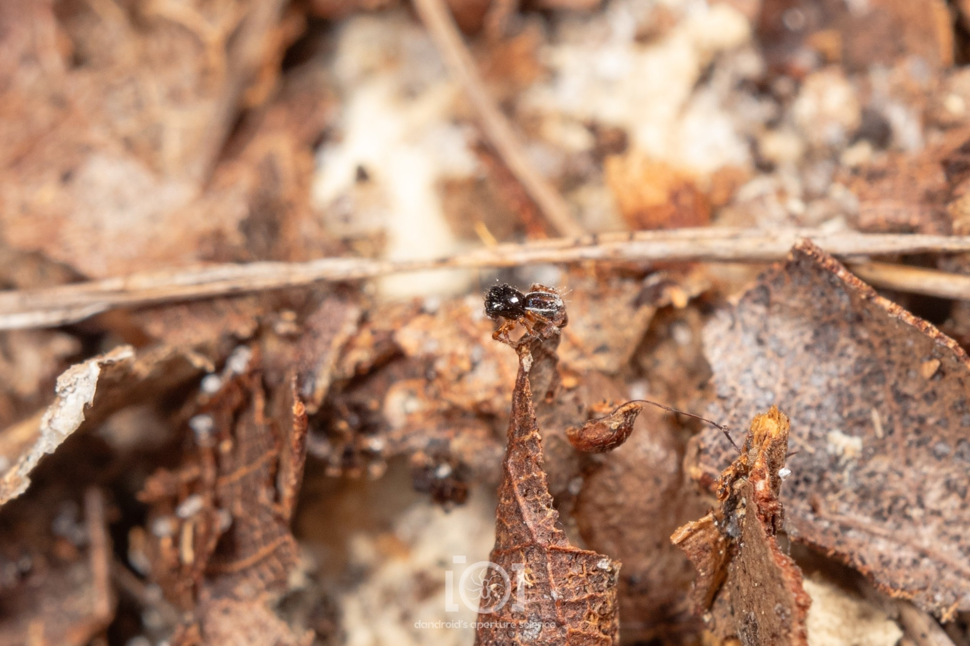 The miniscule creature perched on the edge of a dry leaf, peering