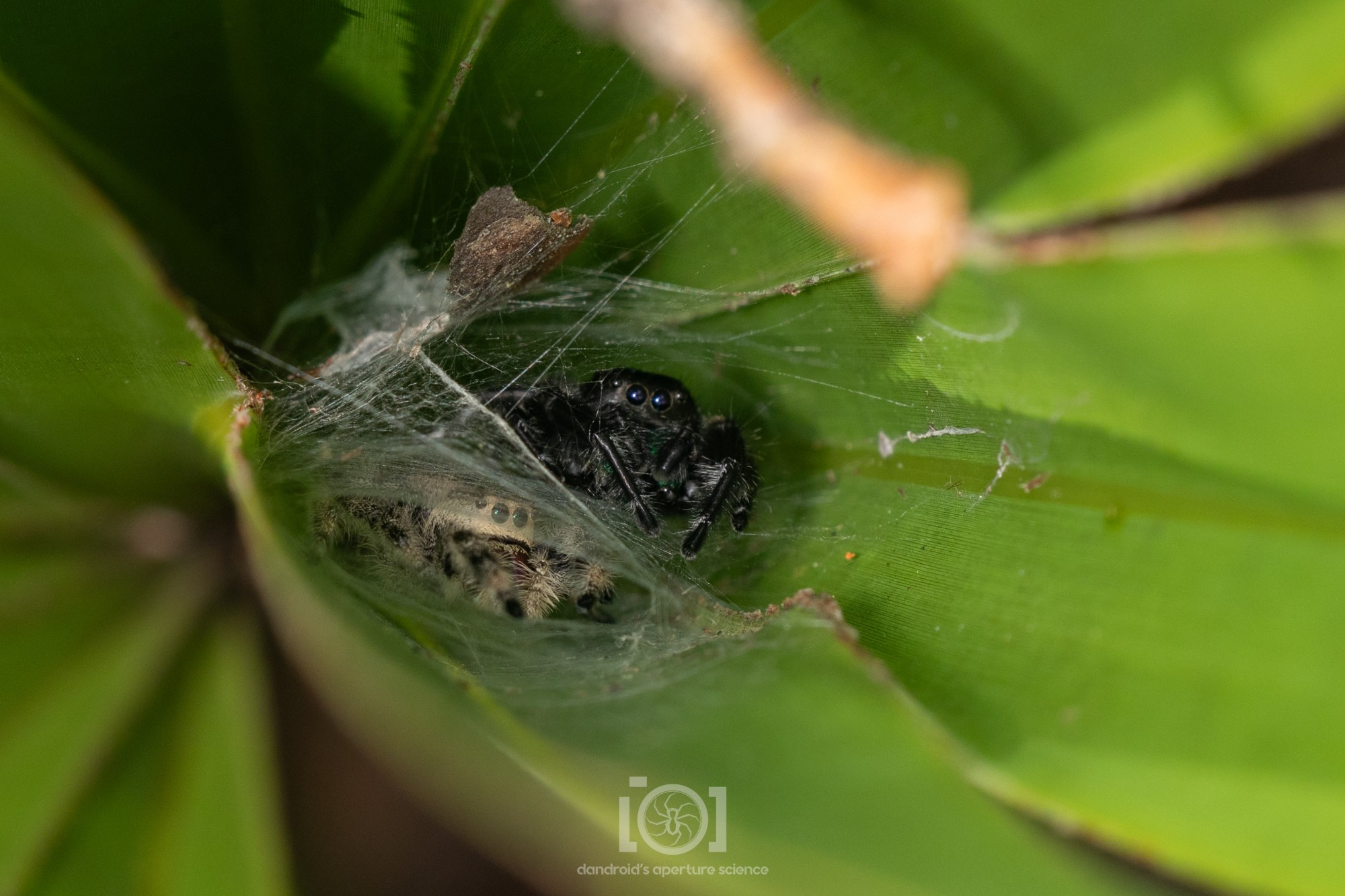 Male and female floofy jumping spiders, in a "bunk bed" of silk in palmetto fronds; female is paler with a white face, male is all black 