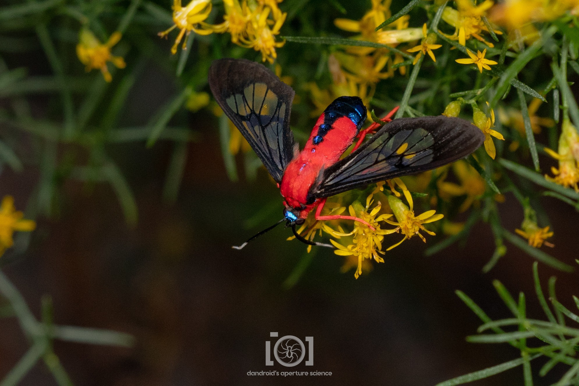 Brilliantly-colorful moth with dark partially translucent wings, bright scarlet body and legs, with an abdomen tipped with black and a few deep blue spots. Also blue on its head. Snacking on wispy yellow flowers