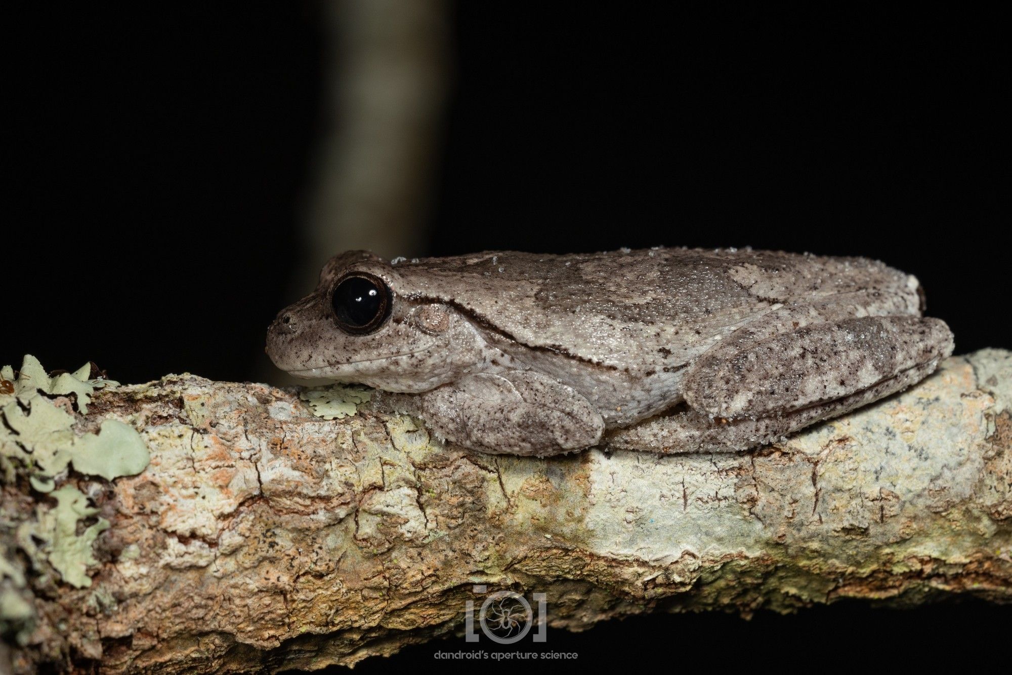 Grey-ish brown mottled frog resting flat again an oak branch