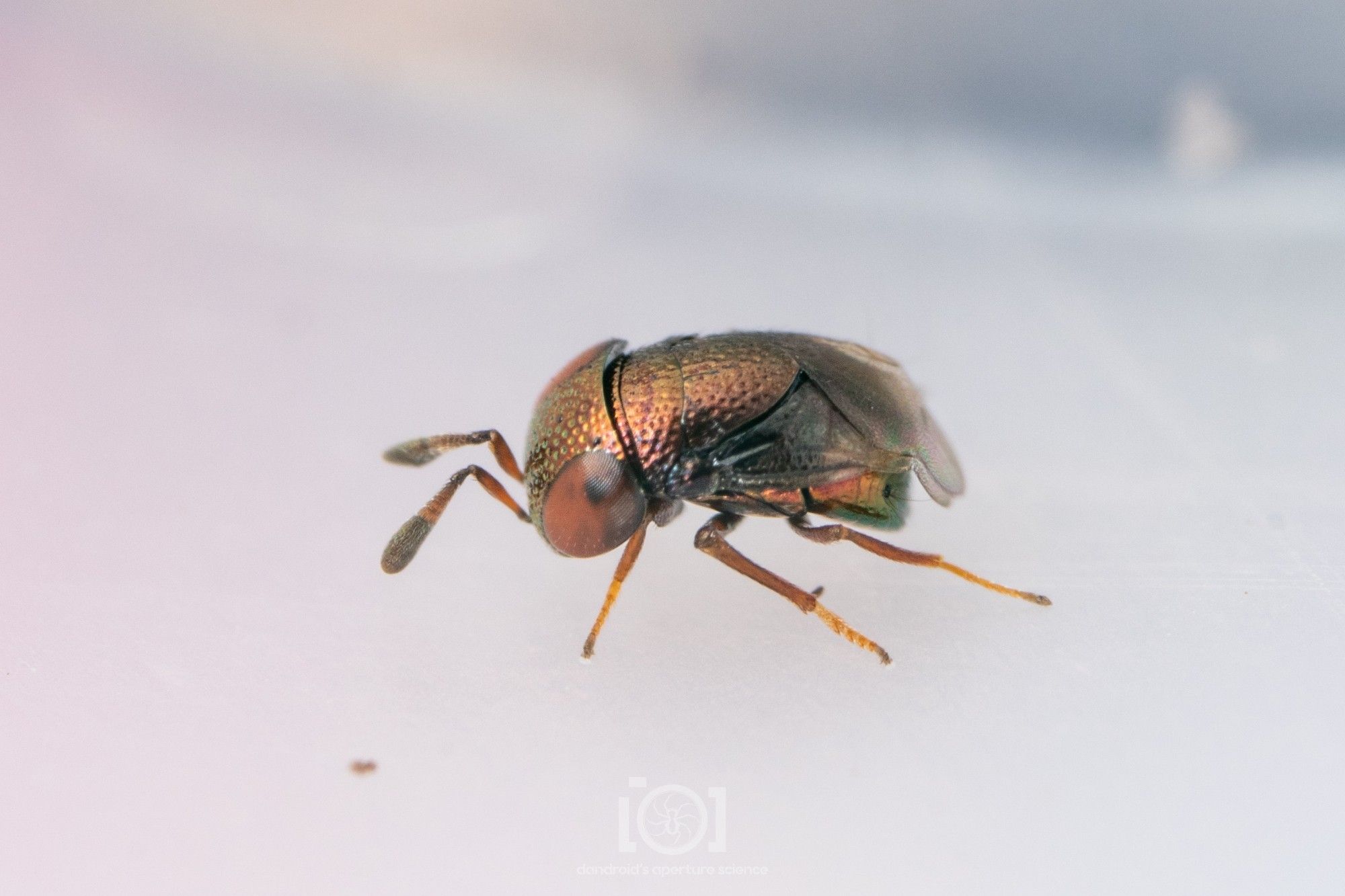 Aenasius species. Stubby little creature, like a coppery iridescent golf ball crossed with a beetle.