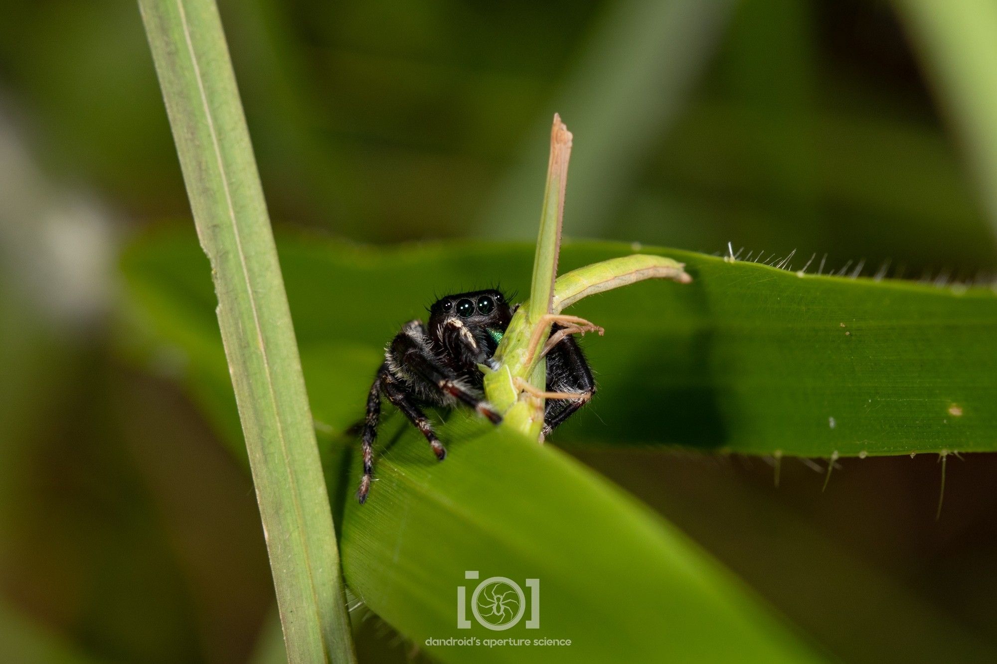 Large black jumping spider with just a tiny glimpse of green chelicerae, on a blade of grass munching a large green grasshopper