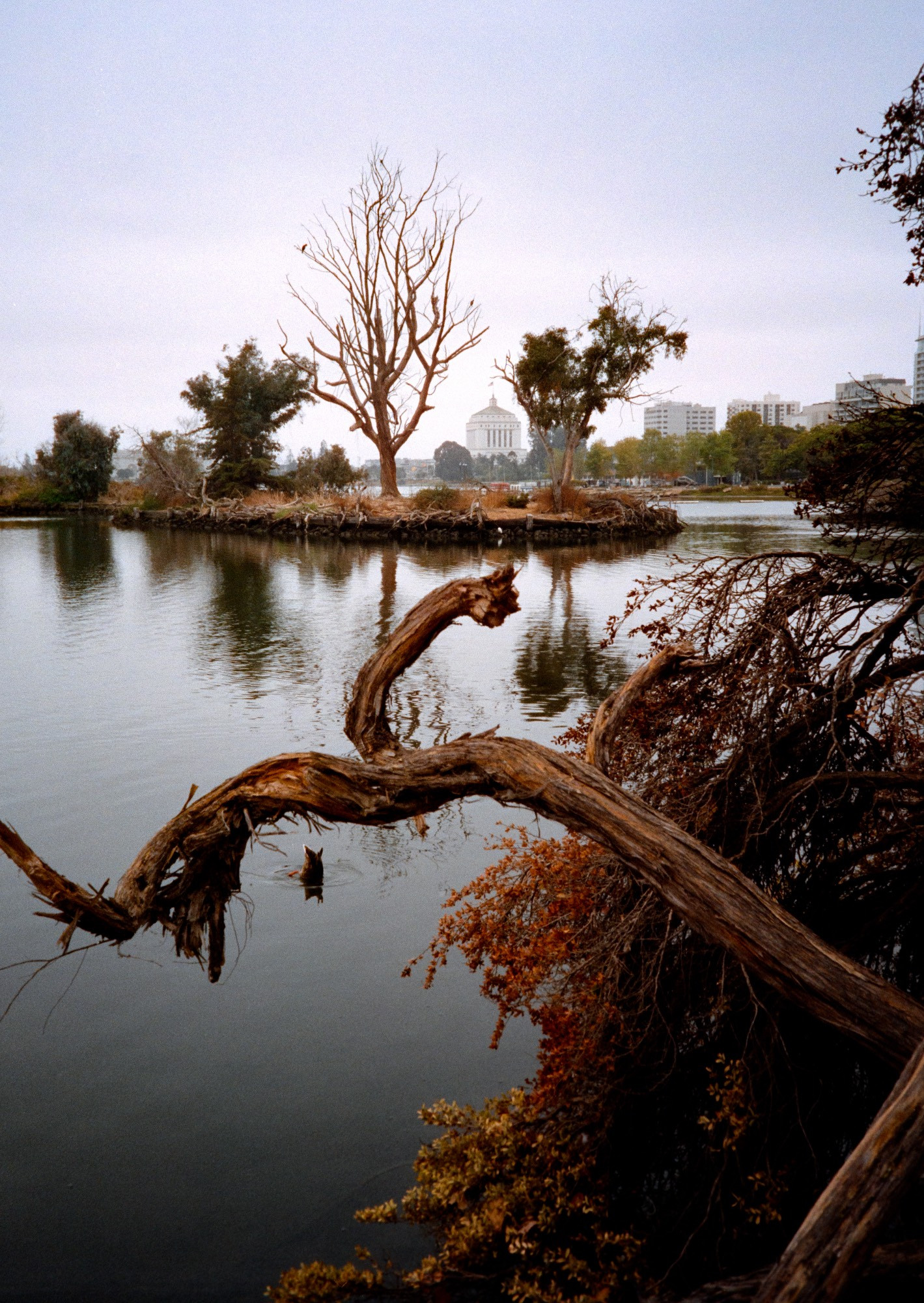 Photo of a lake with a tangled naked branch in the foreground alongside a bush, with a lake behind it. There is an island in the lake with one naked tree and several smaller trees with leaves. Behind that in the distance is a building recognizable as the Alameda County Courthouse. Below the foreground branch, a duck is tail-up, trying for something below the water.