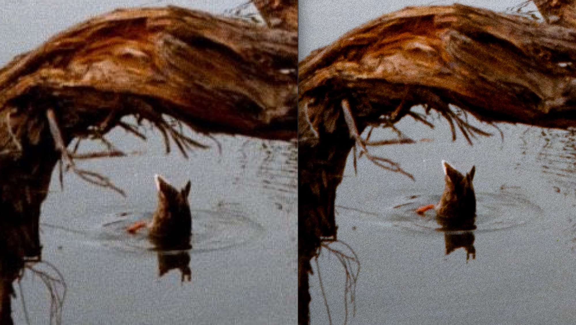 Side by side detail image of the duck where the left has visible pixelation and the right does not.