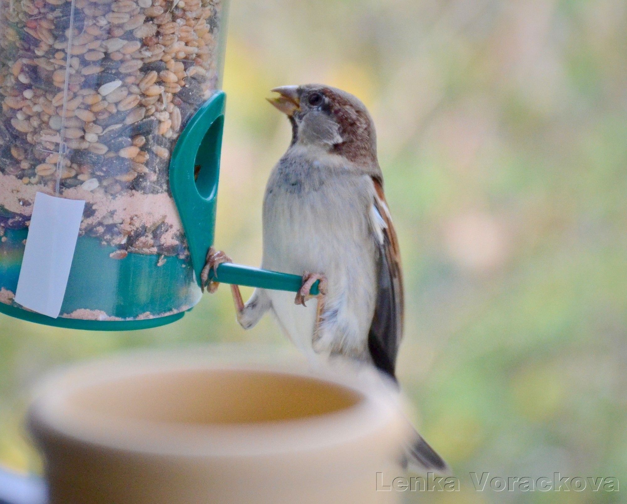 Sparrow is hooked on the short green plastic perch of the tube shaped feeder, munching on some seed, looking to the left and up, showing off light beige belly.