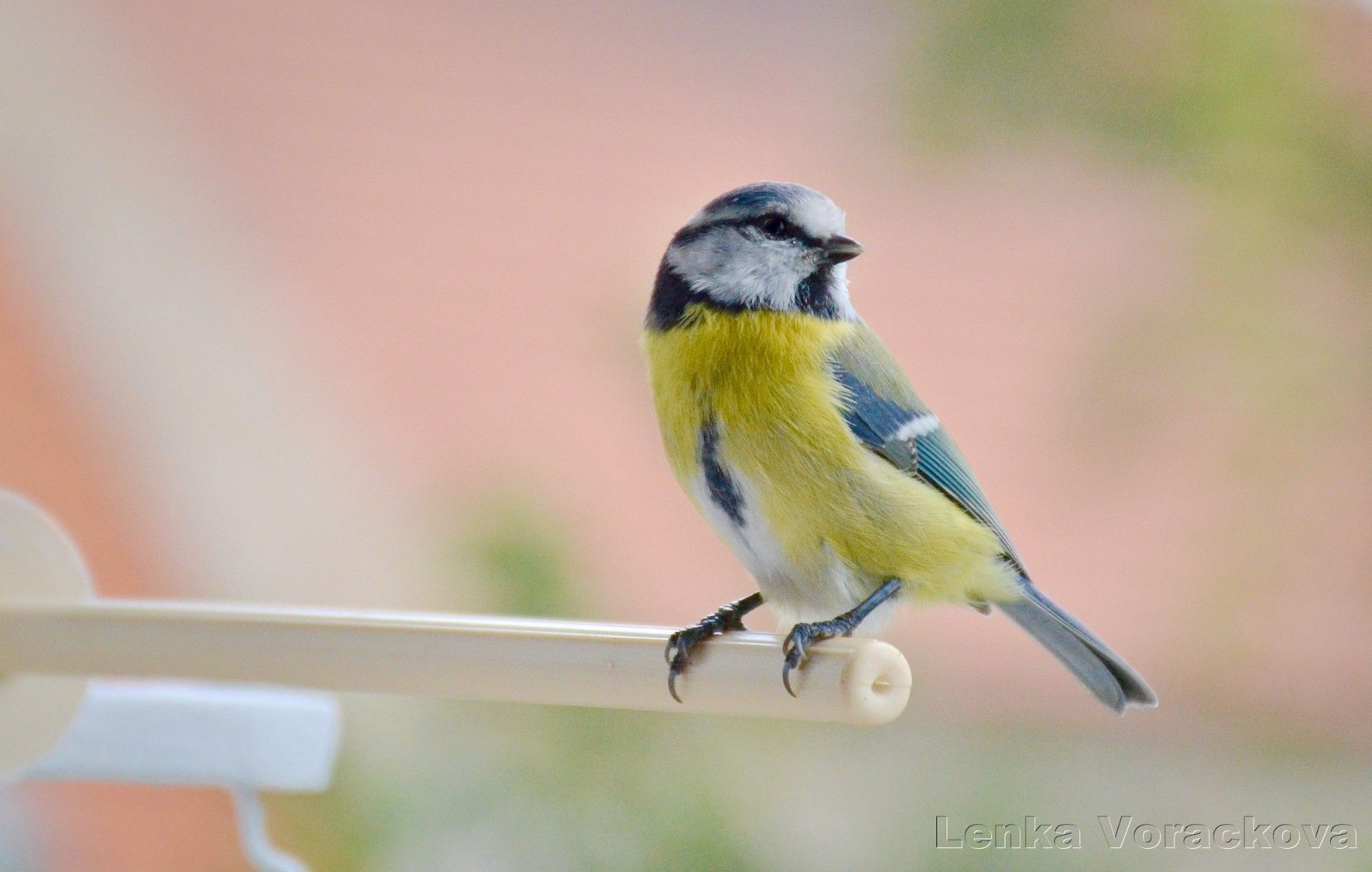 A little blue tit back on the beige perch, turned to the left while her nose points to the right with her eye on a viewer