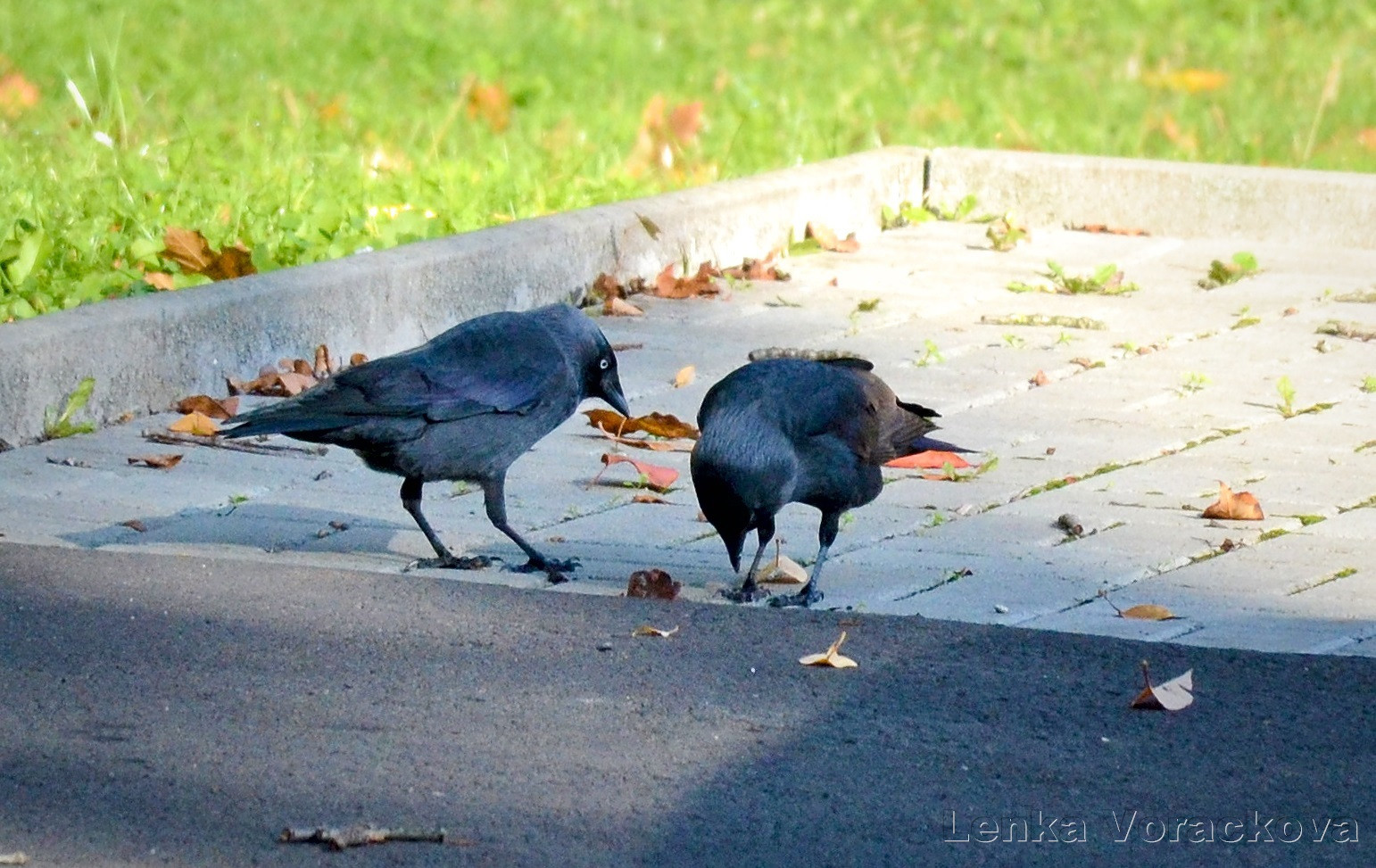 Two birds of Coloeus monedula, European Jackdaw, across the street on a side paved area. They are foraging in between the tiles, one is facing away and to the right, the other one is turned toward the camera and slightly to the left, the bird's head is bowed down in search of nom-noms. Jackdaw is of dark gray and black feathers with purple blue shine, eyes are of very light blue almost white colour, her face is darker than the rest of the body