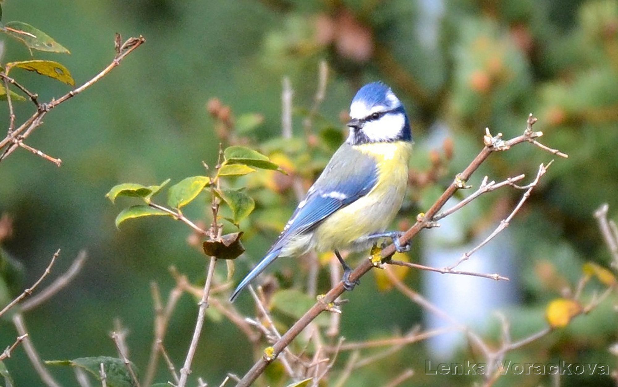 A little blue tit in the bushes perched on a twig. Birds often clip the leaves off to have a better vantage point. This one is seen from the side, her body is turned to the right with her head checking her perimeter, her blue head feathers are up