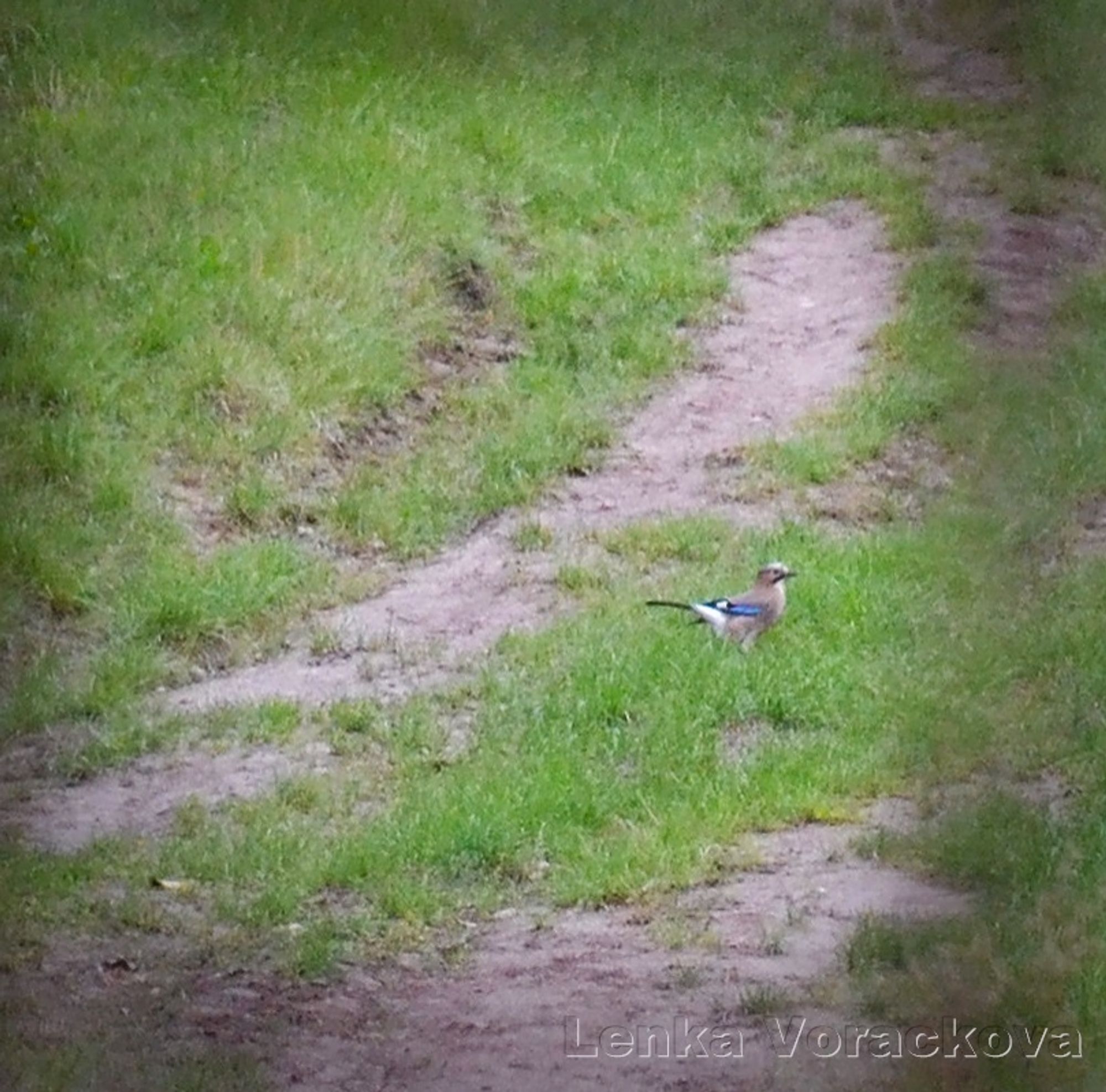 Jay is far from the camera, hopping on the grassy road up the vineyard, but only the grassy patch with bird is seen, photographed through the fence. Bird looks to the right