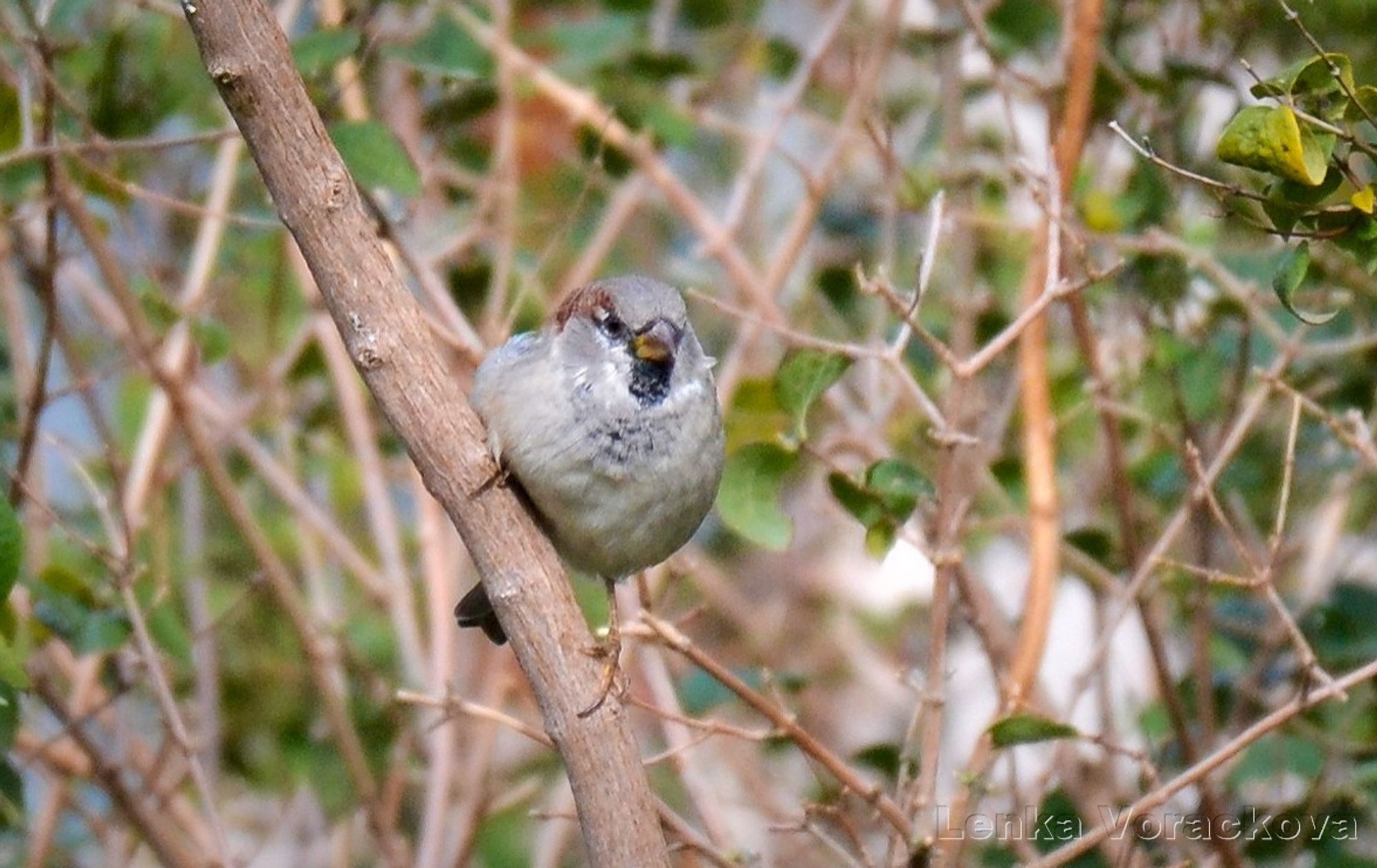 The round camera facing sparrow perches on a vertical thicker twig, and the sun is shining for a second, he looks like he's frowning hard towards the room occupant