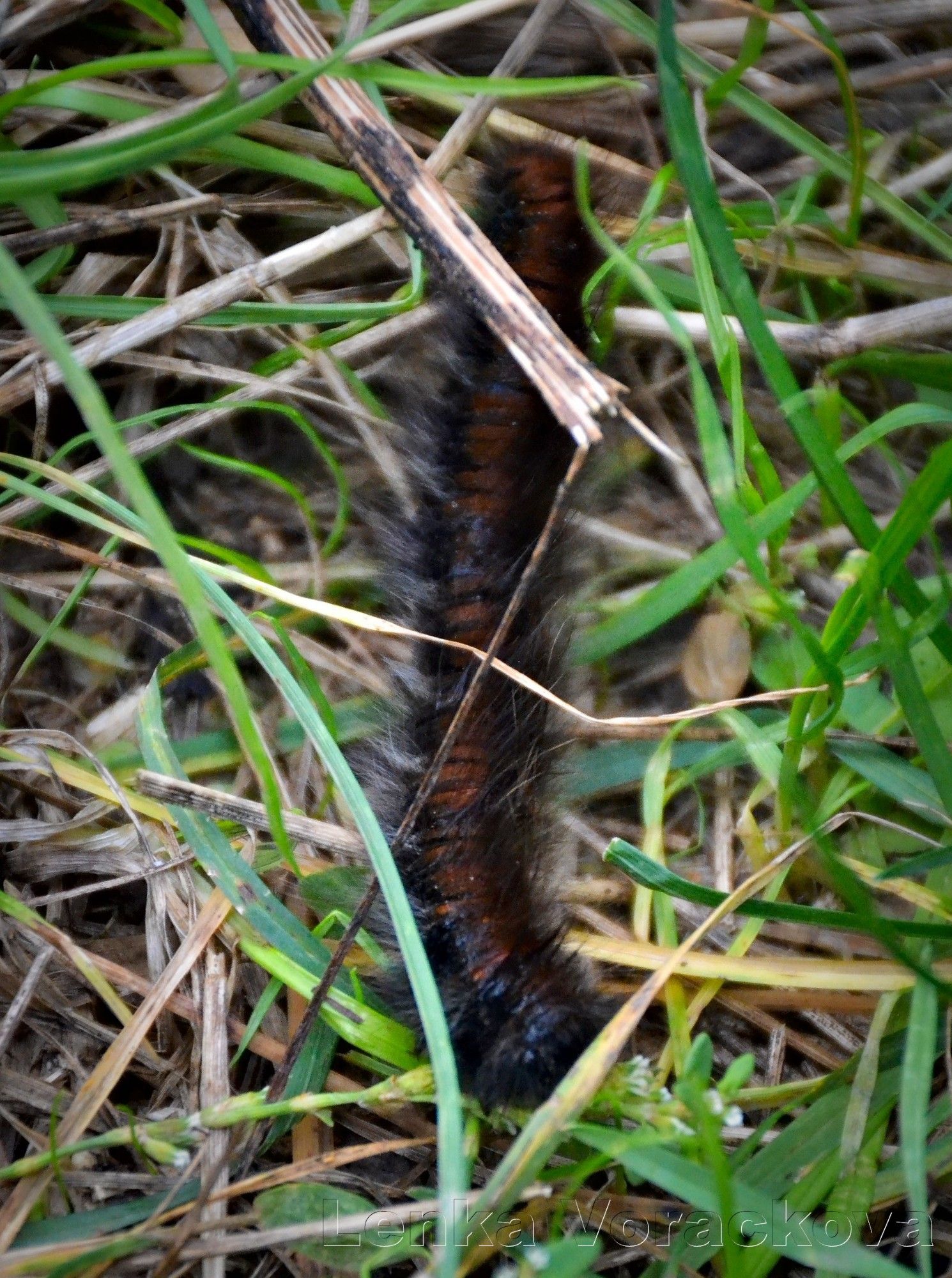 Maybe a Fox Moth caterpillar. This noodle was circa 7 centimetres long, resting in green grass, dark brownish orange body with black and beige hairs all over. Her head is in the lower part and tail in the upper part of the top view photo