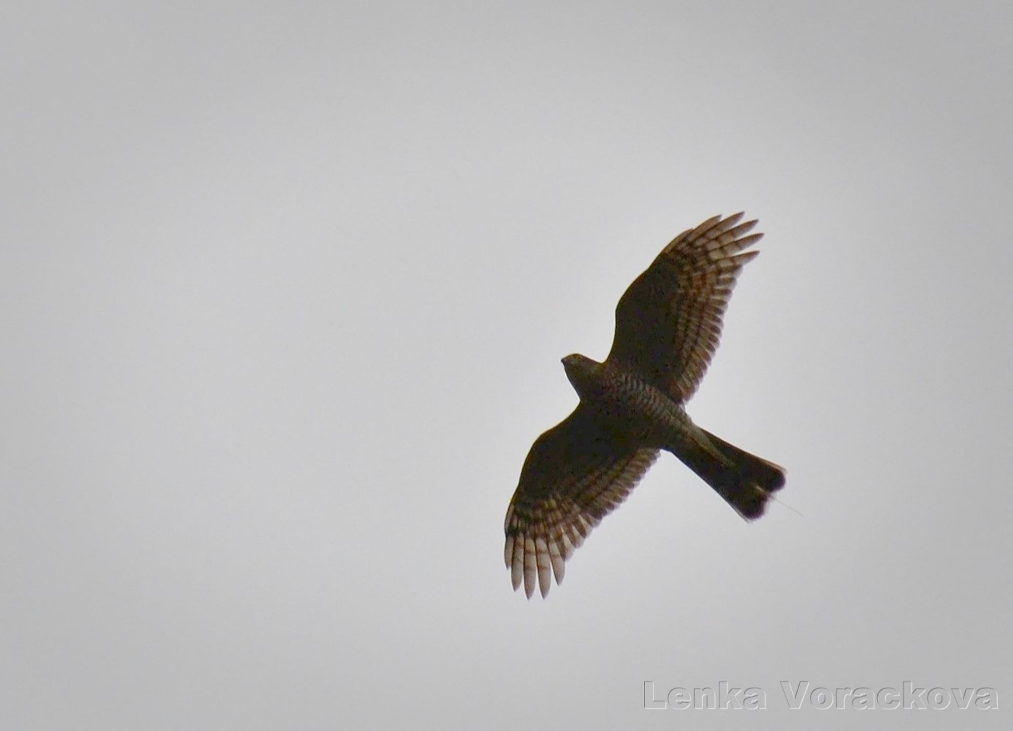 Another bottom view of hawk's silhouette from below, these pictures are edited and cropped, otherwise we would see only black silhouette without those stripy details on feathers