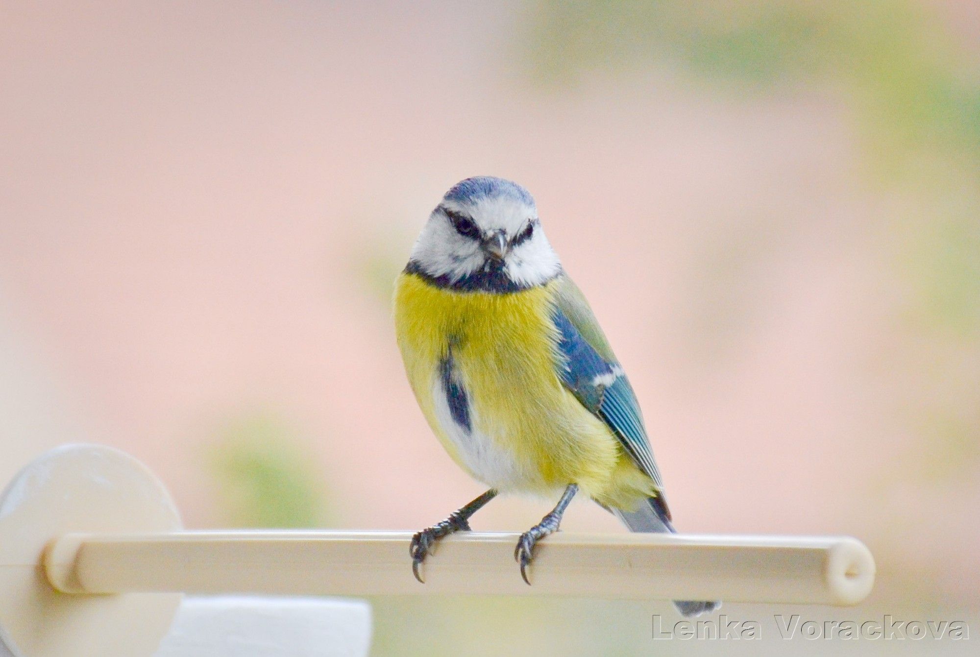 Cute blue tit perches on the beige plastic perch, facing the viewer looking towards the camera