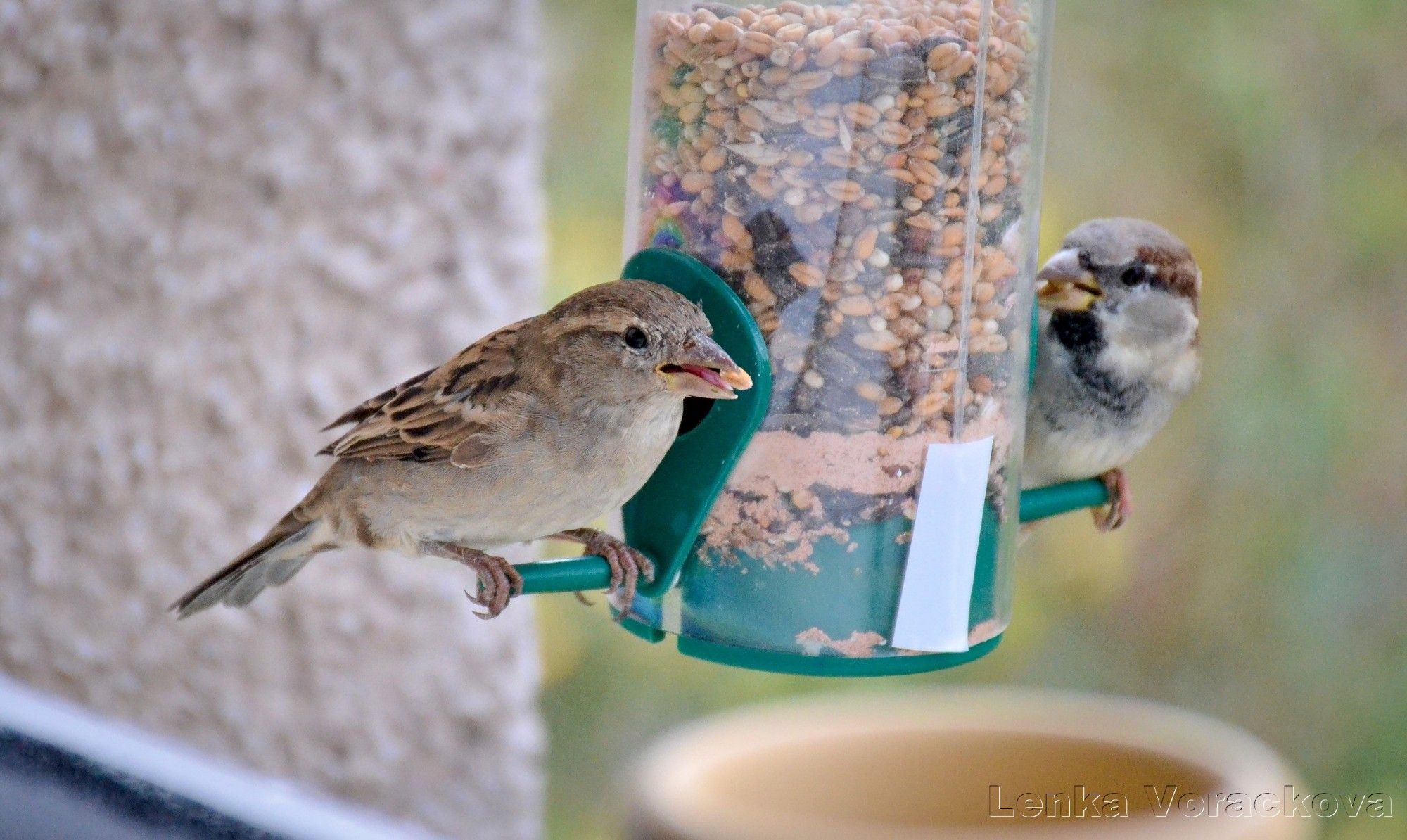 Two sparrows at the feeder, male on the right, both are facing the camera, both have a seed in their beaks, the left one shows the pink tongue too as she is manipulating the food to process