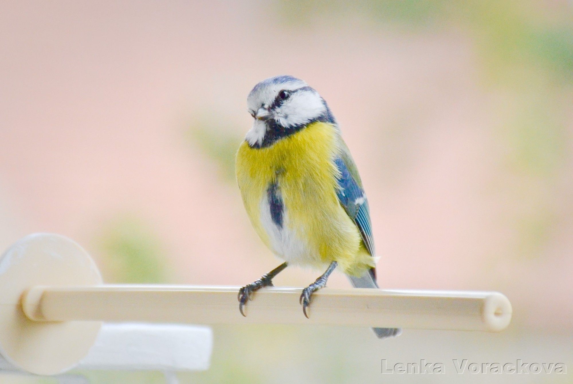 Cute blue tit perches on the beige plastic perch, facing the viewer, tilting her head to the left