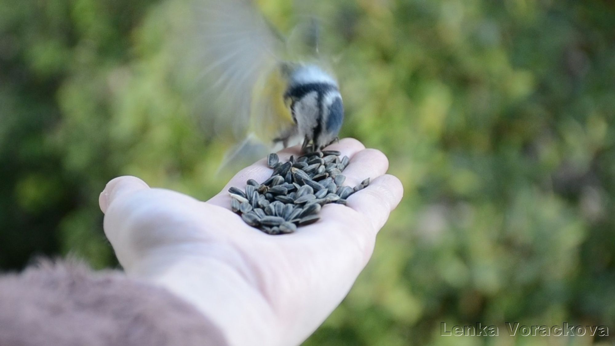 I had to put the video in the video editor and go frame by frame to see if the little chickadee took some seed from the palm of my hand, she was really quick