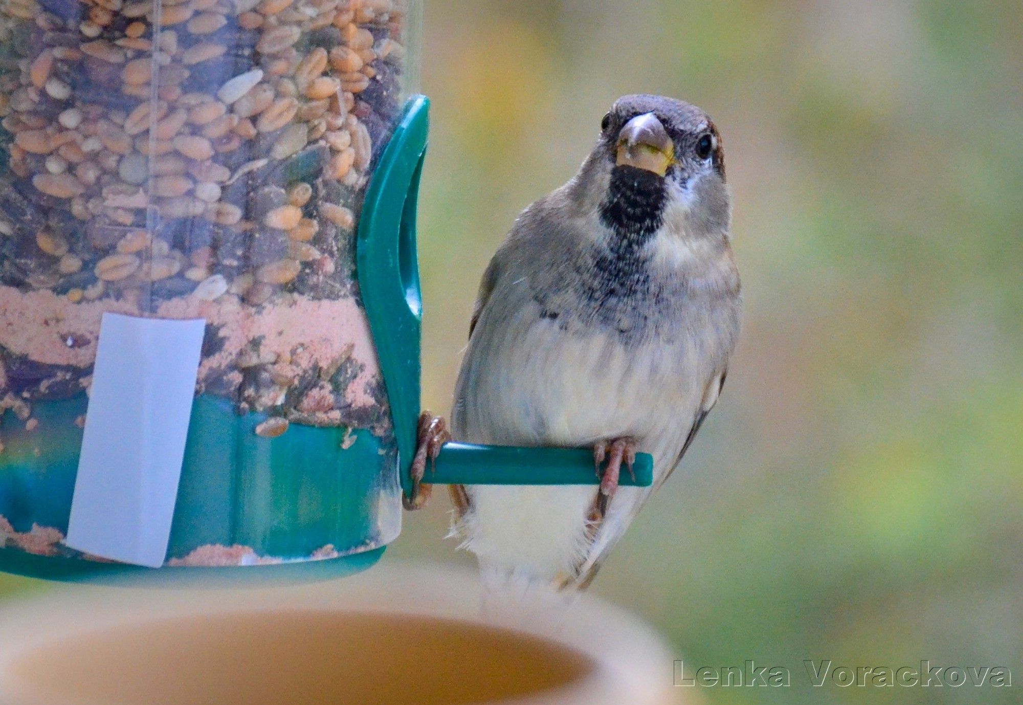 Detail of the sparrow with his black chest feathers disappearing in the light beige ones, he is facing the viewer, holding tight on the short green plastic perch of the feeder