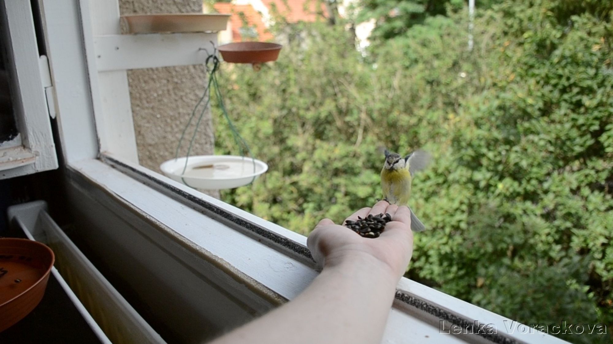 This is a wider shot of small blue tit landing on my fingers to take some sunflower seeds, it was in the summer