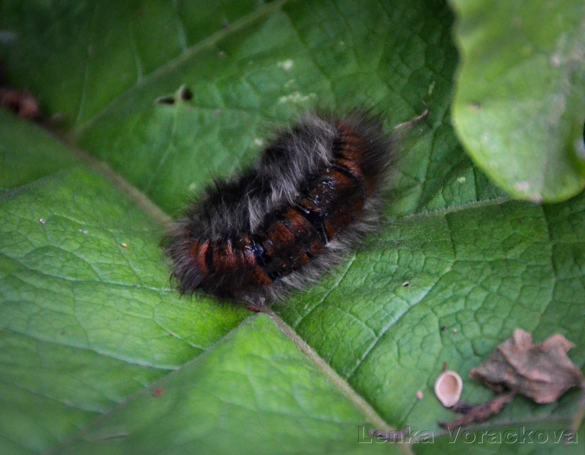 I relocated her onto a higher area far from the path onto a big green leaf