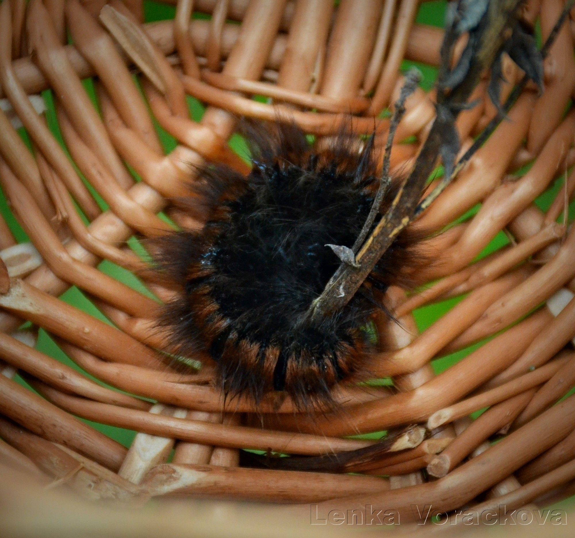 I used a dead grass stem to pick her up, she curled around it and held onto it so I placed her in a small weaved basket