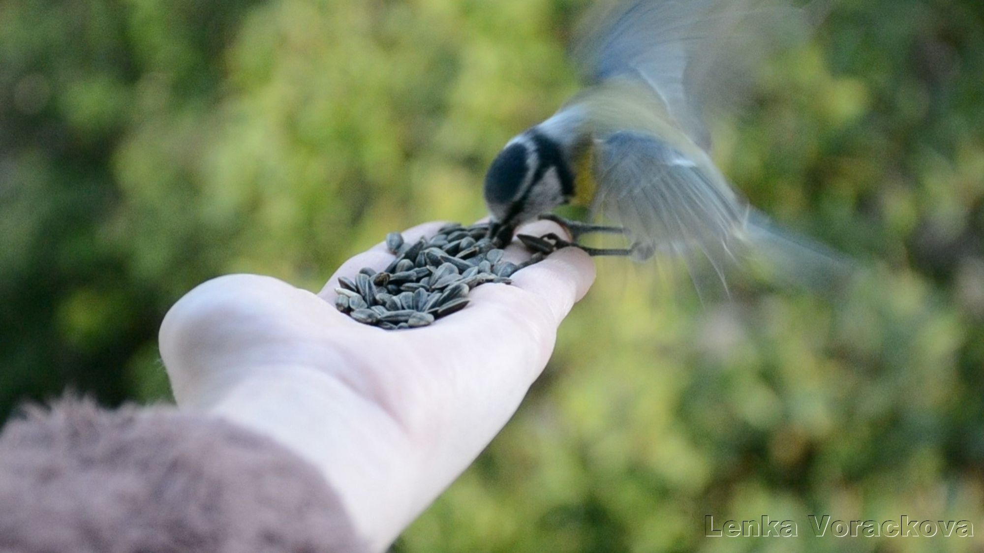 Little blue tit flies from the right, grabbing a sunflower seed from my outstretched hand