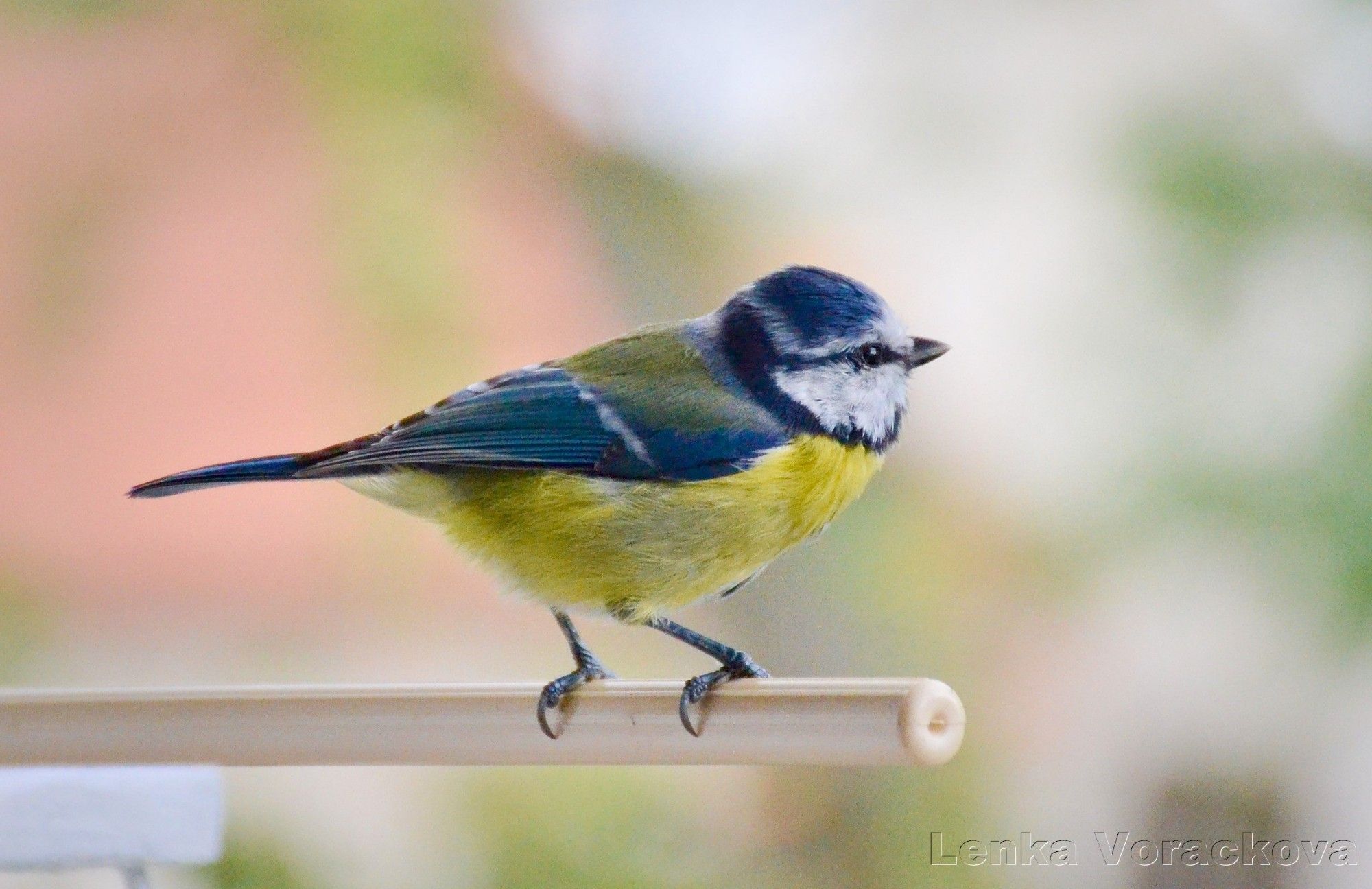 Now the blue tit is perched on long beige plastic perch for pet birbs, She is seen from the side with her head tilted a little as she looks up into the distance