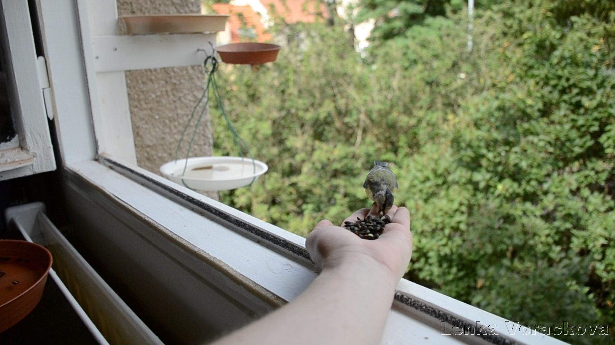 Little blue tit is bent down while perched on my fingers, picking up the seed