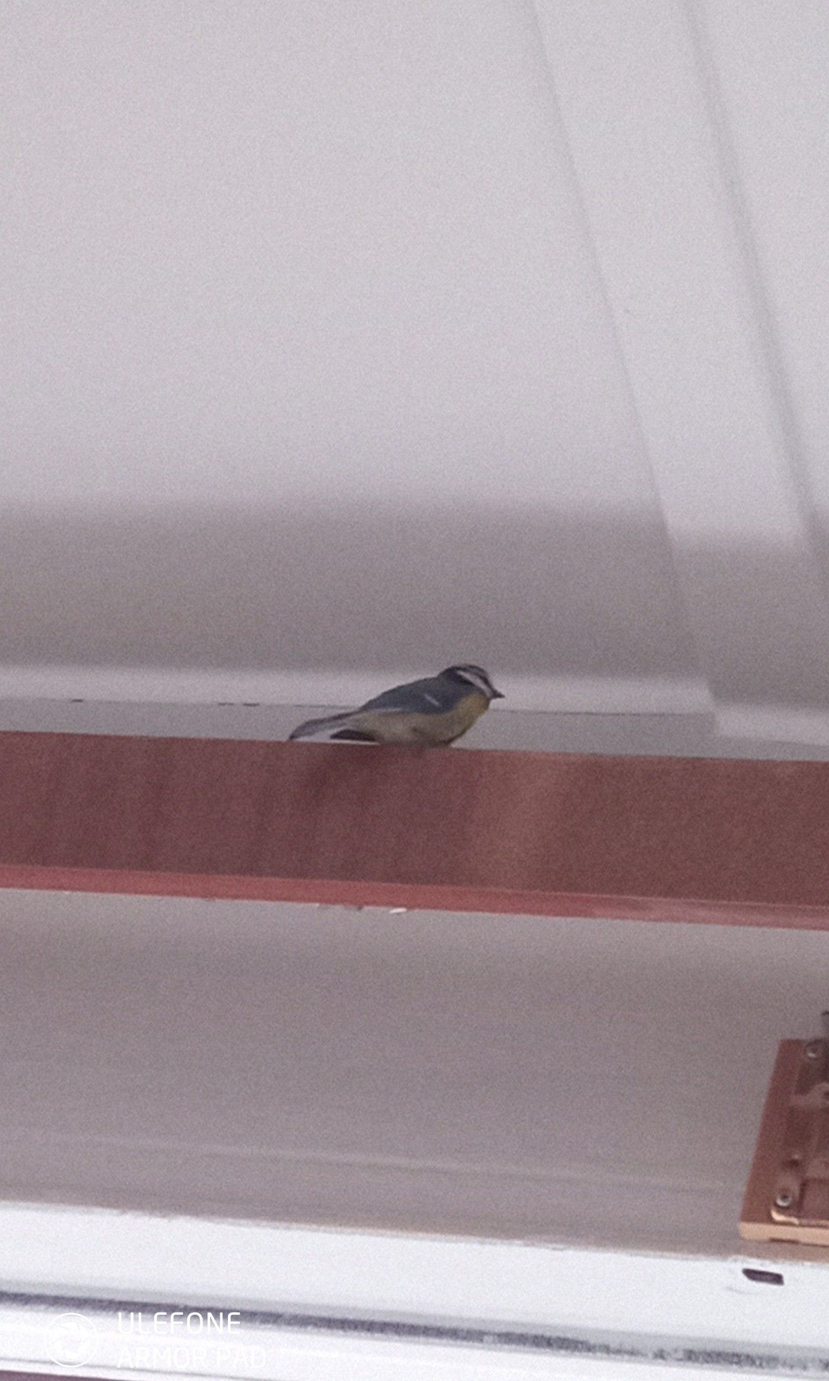 Little blue tit gathers her wits after a collision and me holding her in my hands while she was unconscious. I left the windows open for when she is ready to leave. I was so scared she would stop breathing.