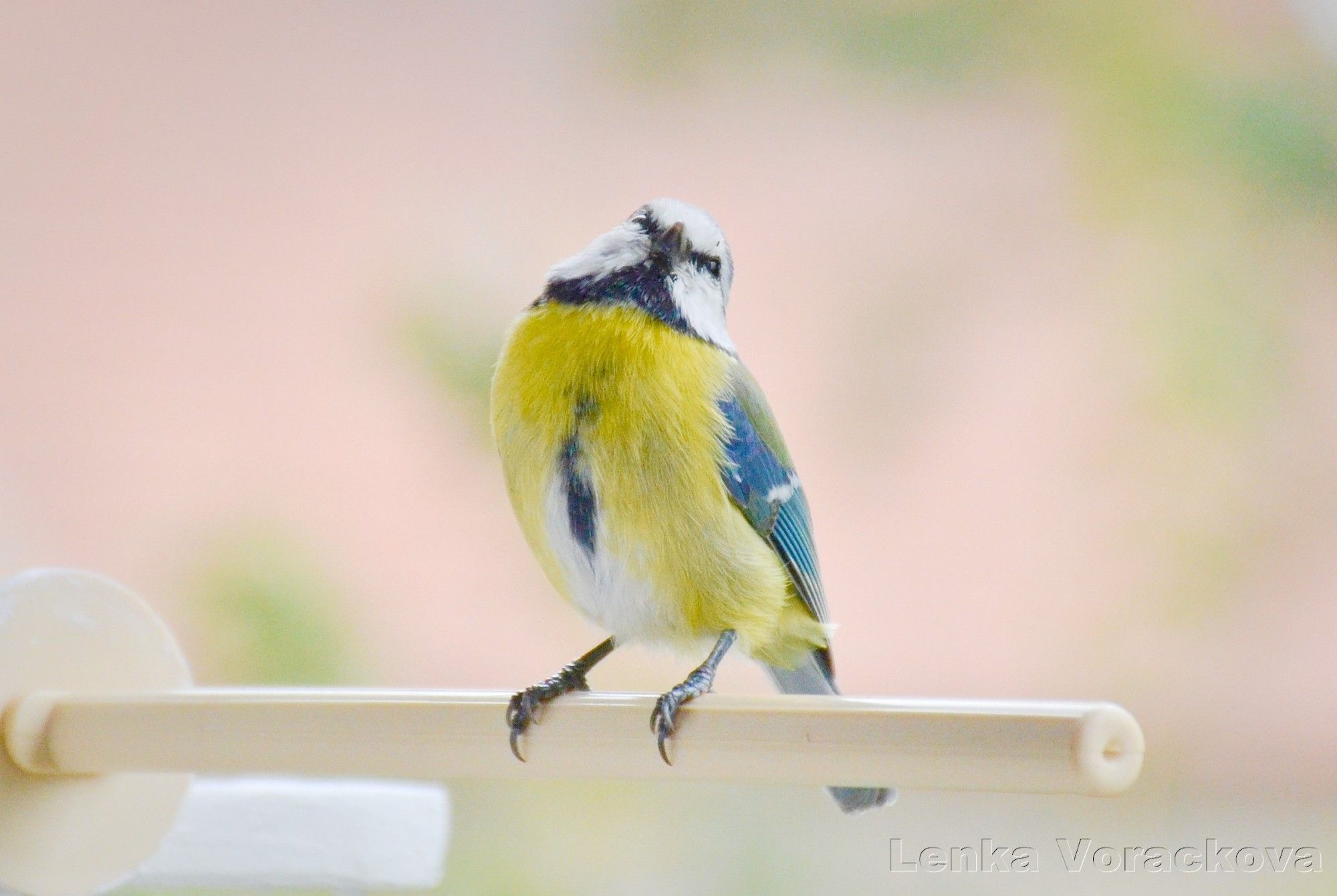 Cute blue tit perches on the beige plastic perch, facing the viewer looking upwards