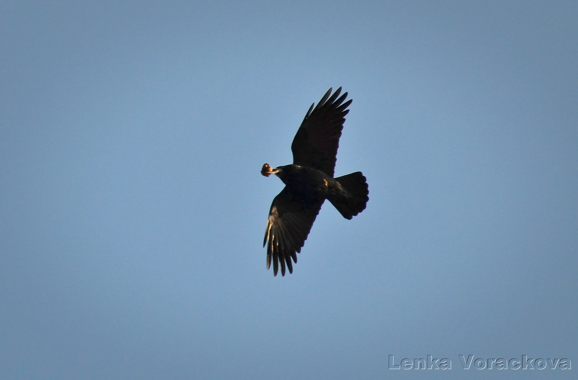 This raven is flying above me, against the blue sky, carries something to eat in his beak, flying from right to top left, some of the feathers reflect the sunlight otherwise he looks black from below