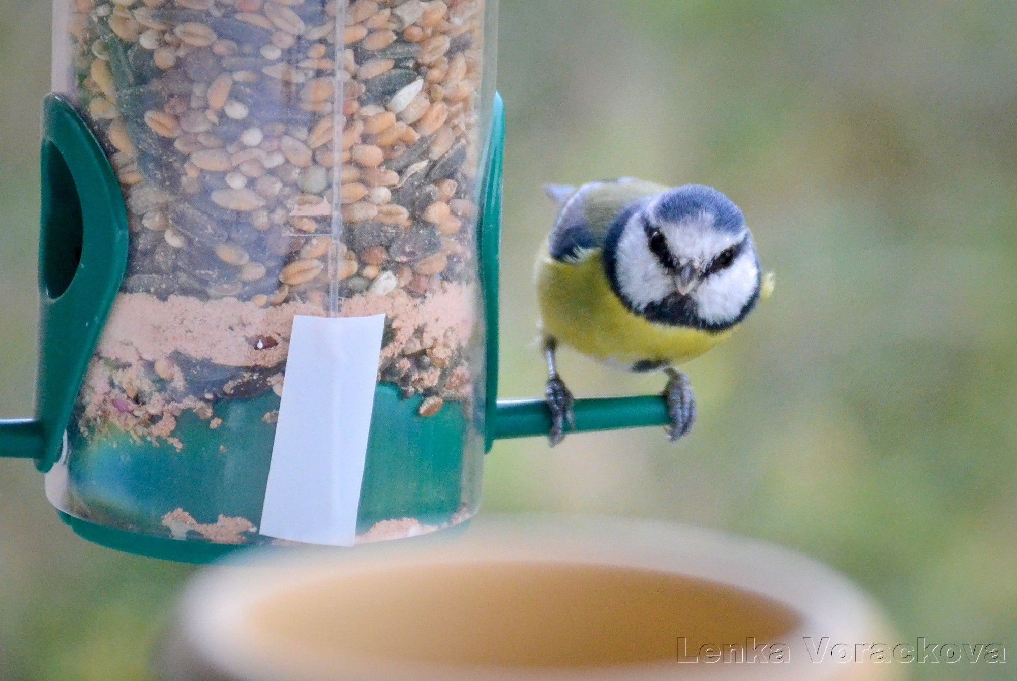 Tiny blue tit is facing the viewer, the length of this green plastic perch can be used for size differentiation when other birbs come to visit.  She fits well and still has some space left, the sheer plastic tube on the left is filled with seeds and minerals