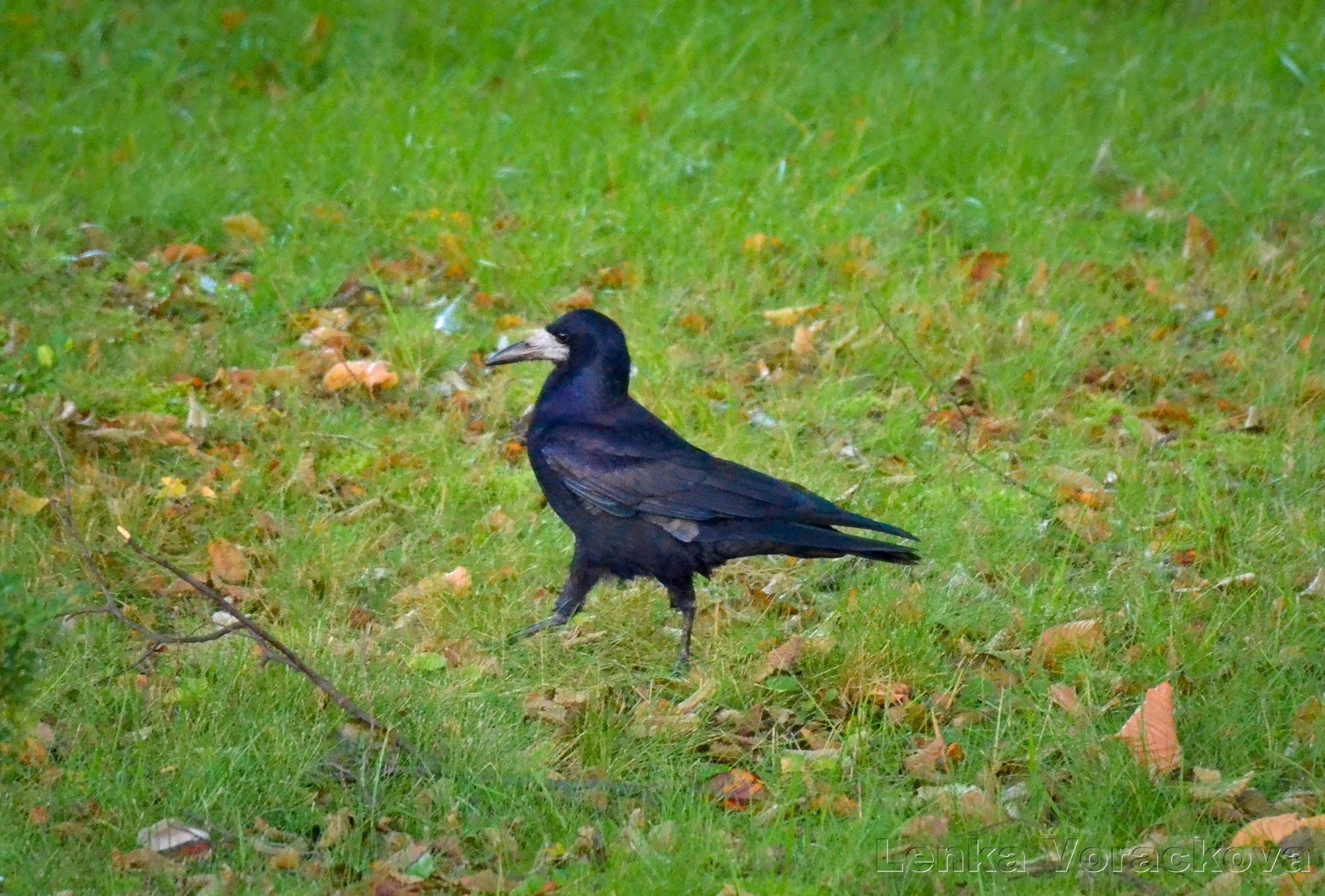 This rook (Corvus frugilegus) is marching through the short lush green grass across the street, facing to the left.