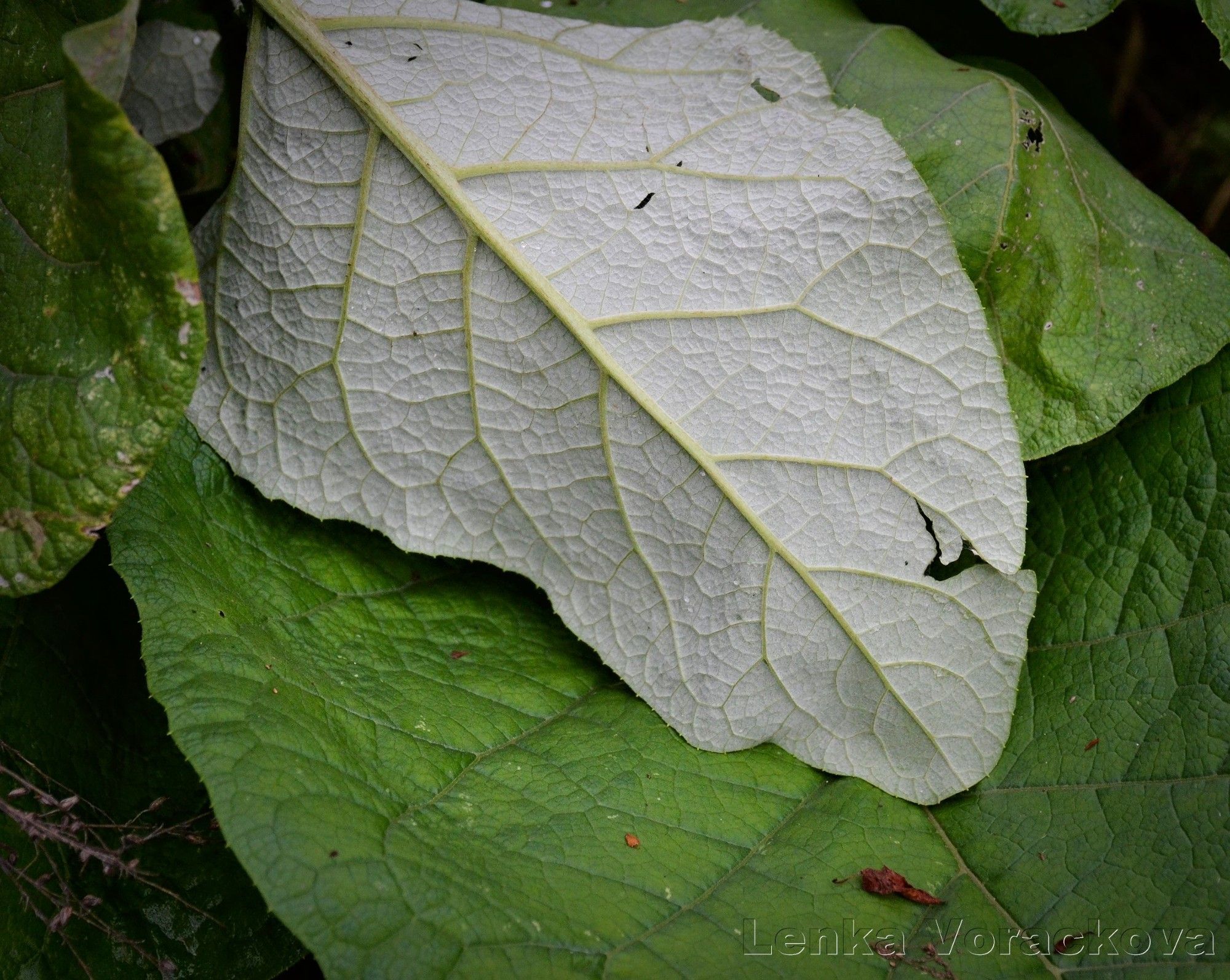 And covered her new place with another leaf until she unravels and goes about her business