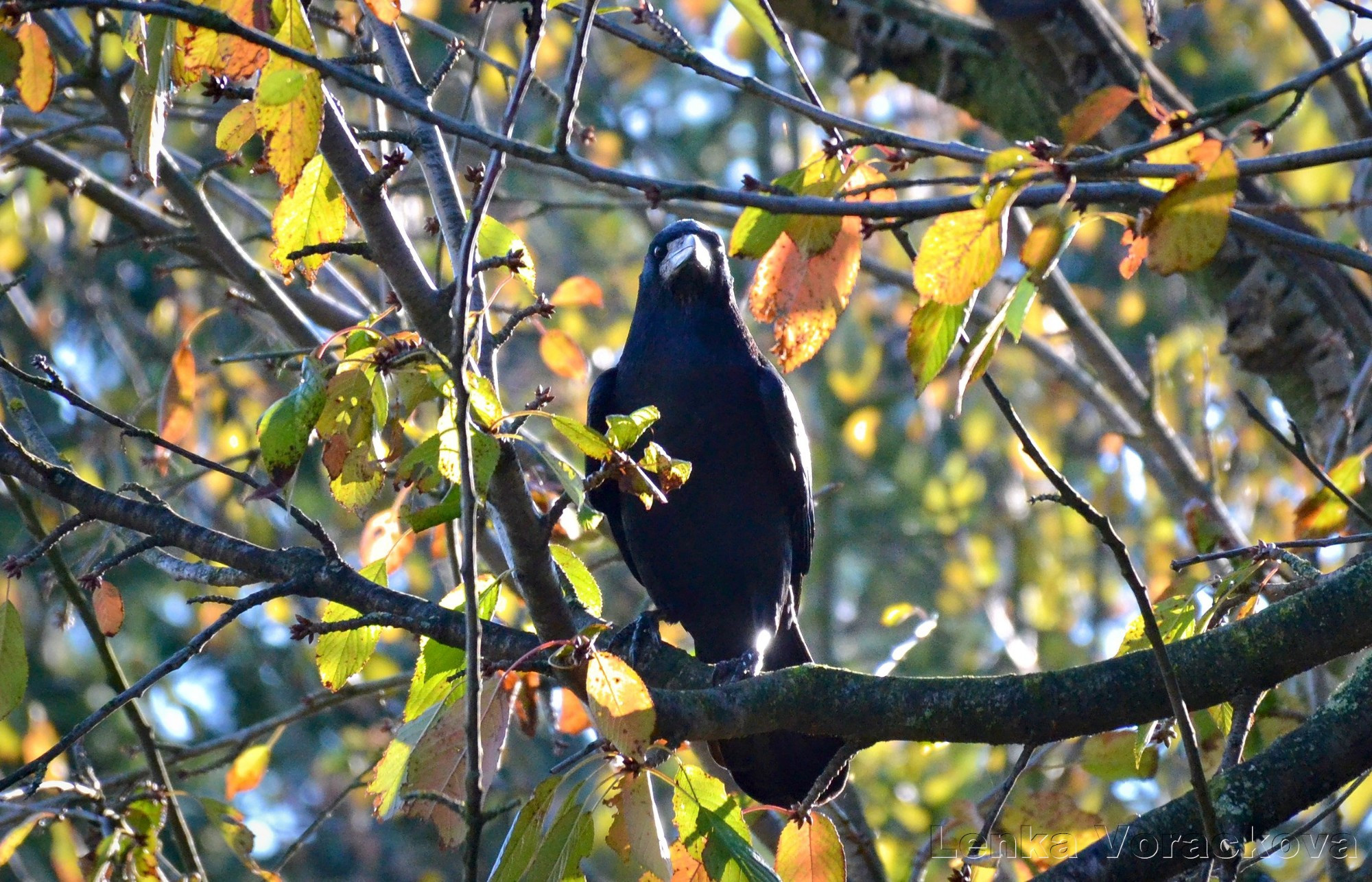 Rook is perched on a sherry tree branch, facing towards the camera, leaves are turning yellow and orange, sun is shining from top right, accentuating corvid's silhouette with shine.