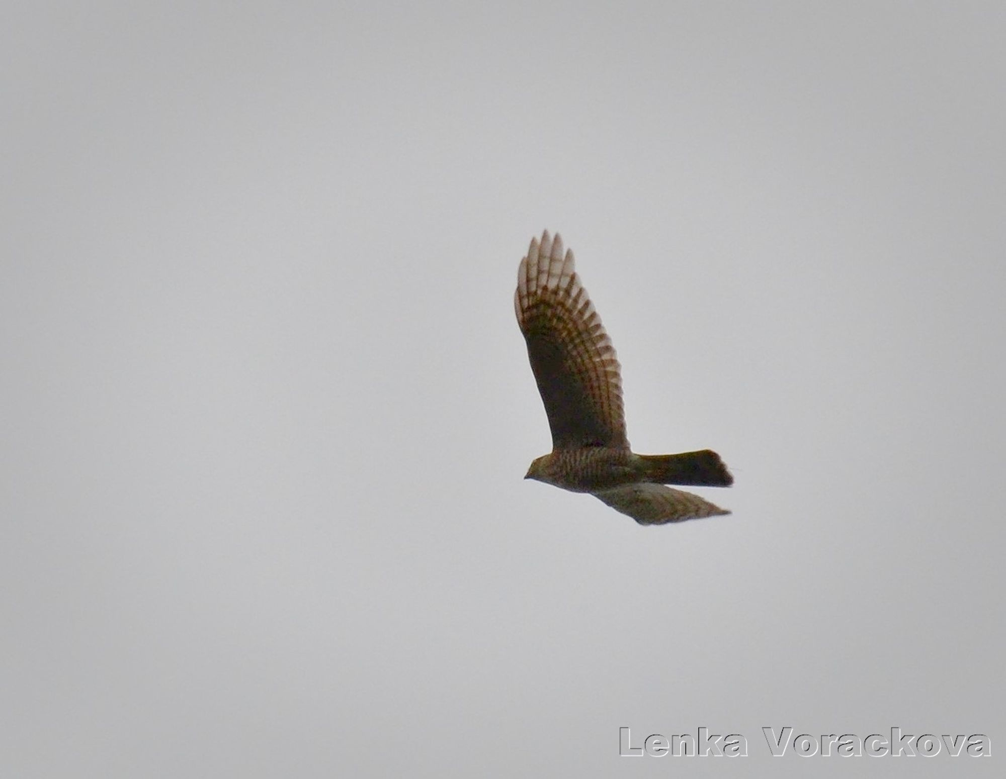 Slightly side view of the hawk, wings spread, he is facing to the left