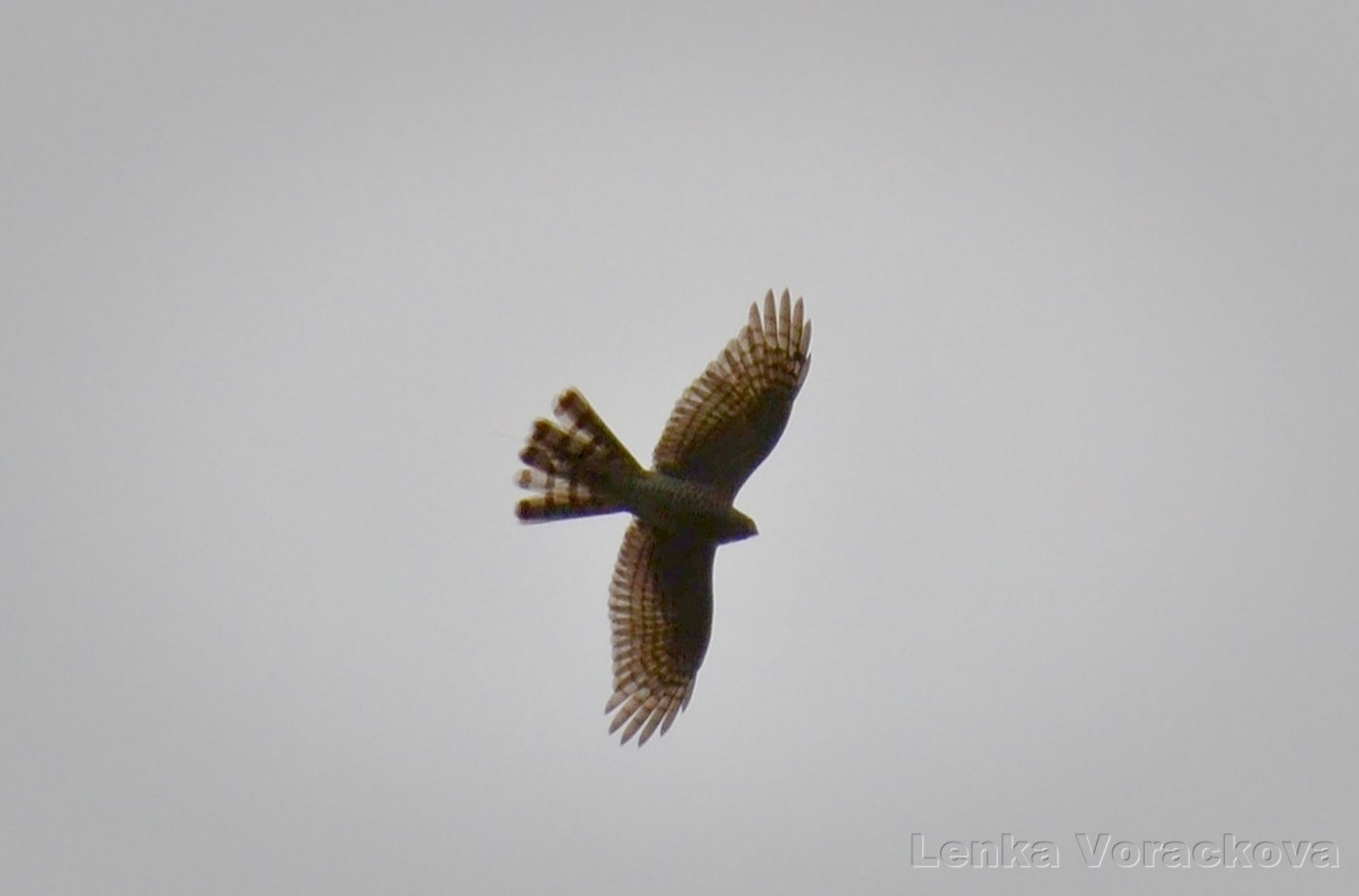 Imternet says sparrowhawk. This bird of prey was high in the air doing the hunting circles above the overgrown orchard, wings spread and tail fan too