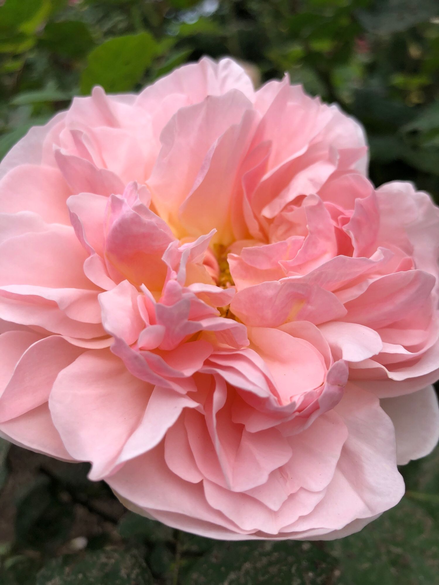 A multi-petaled soft pink rose shot from a 3/4 side profile, dark green leaves in the background.