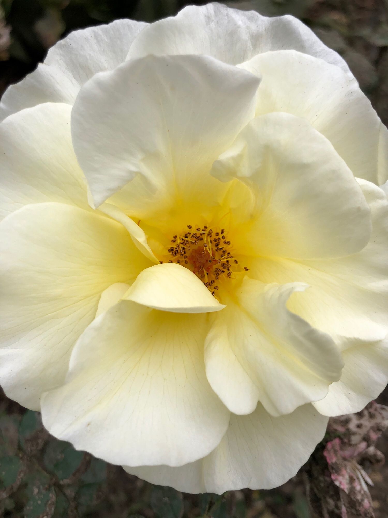 A close up of a delicate-looking pale yellow rose shot straight on with few petals and more flat looking, and a darker eye with many little stamen