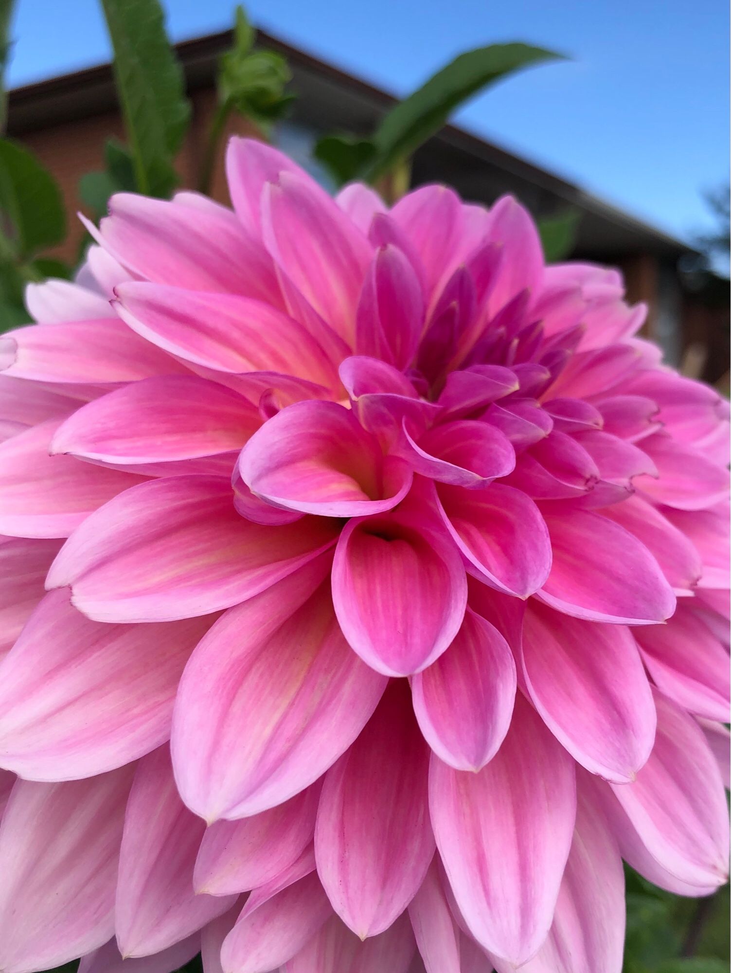 A bright pink globe dahlia with a darker pink centre shot at 3/4 side profile. The peak of the roof of a house poking up behind the blossom against blue sky