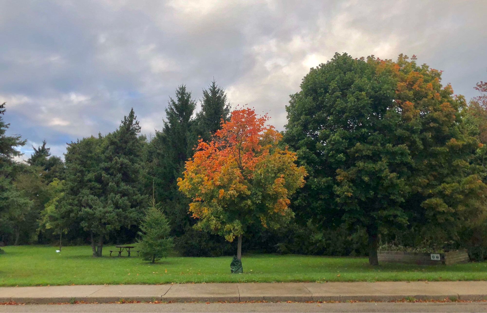 Wide shot of a bunch of green deciduous and coniferous trees with one small colourful maple tree in the centre. It has orange leaves in the top third with gradation to some yellow in the middle to green leaves in the bottom third of the tree. Bright green grass slightly lit from the sun poking out of the overcast sky, and white and bluish grey clouds in the background. There’s a wet sidewalk from left to right just in front of the grass and colourful little maple tree.