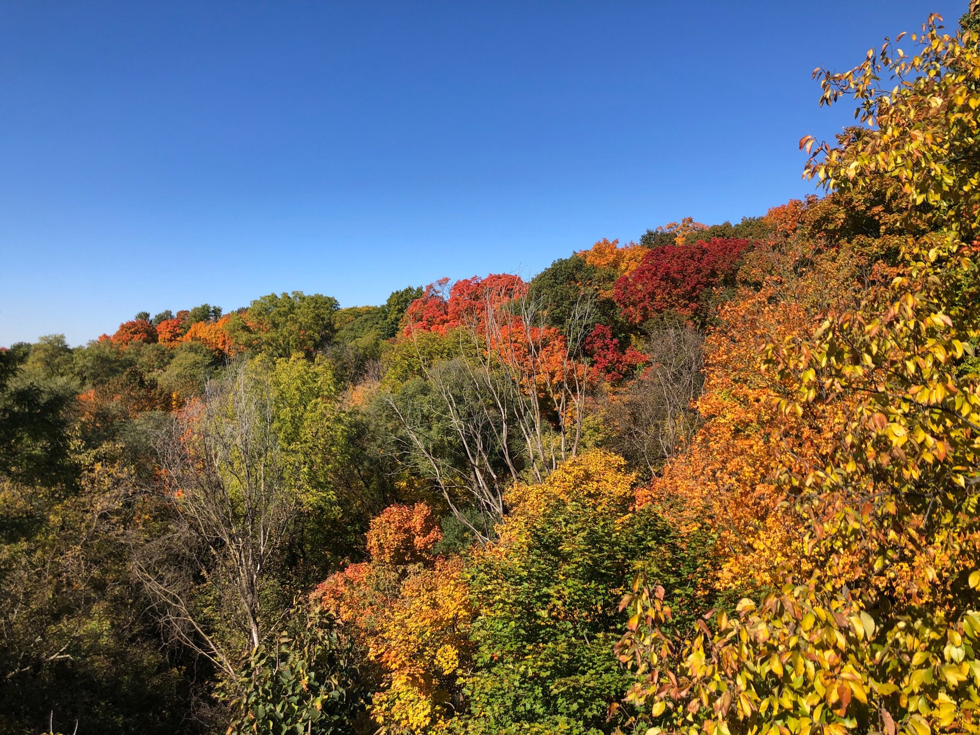 Part of the Don River with gorgeous colourful trees along its banks. The cloudless deep blue sky and sunshine are making the yellows, oranges, reds, and remaining shades of green pop.