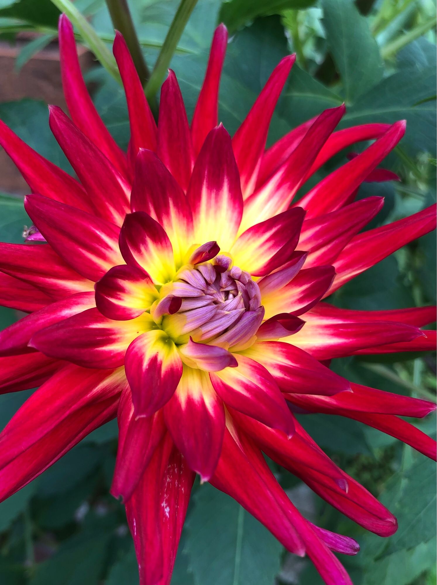 Close up of my homegrown ‘Tahiti Sunrise’ dahlia with long pointy petals that are a rich red magenta with a bit of bright yellow towards the centre of each petal. The centre ones are still closed hiding its eye. It looks like a firework!