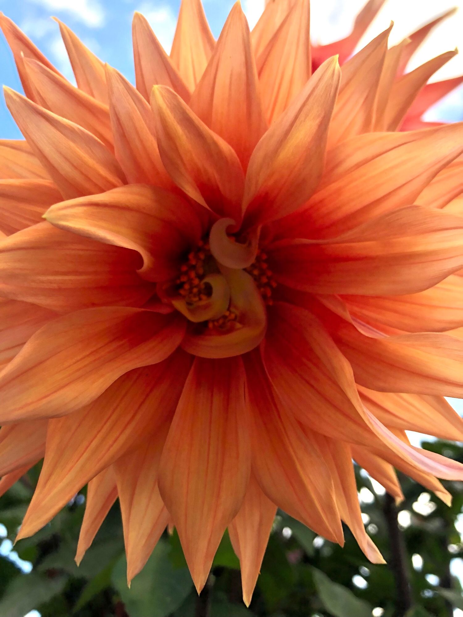 Straight on close up of a light but vibrant orange dahlia with broad pointy petals and two or three short curly ones in the centre obscuring its eye.