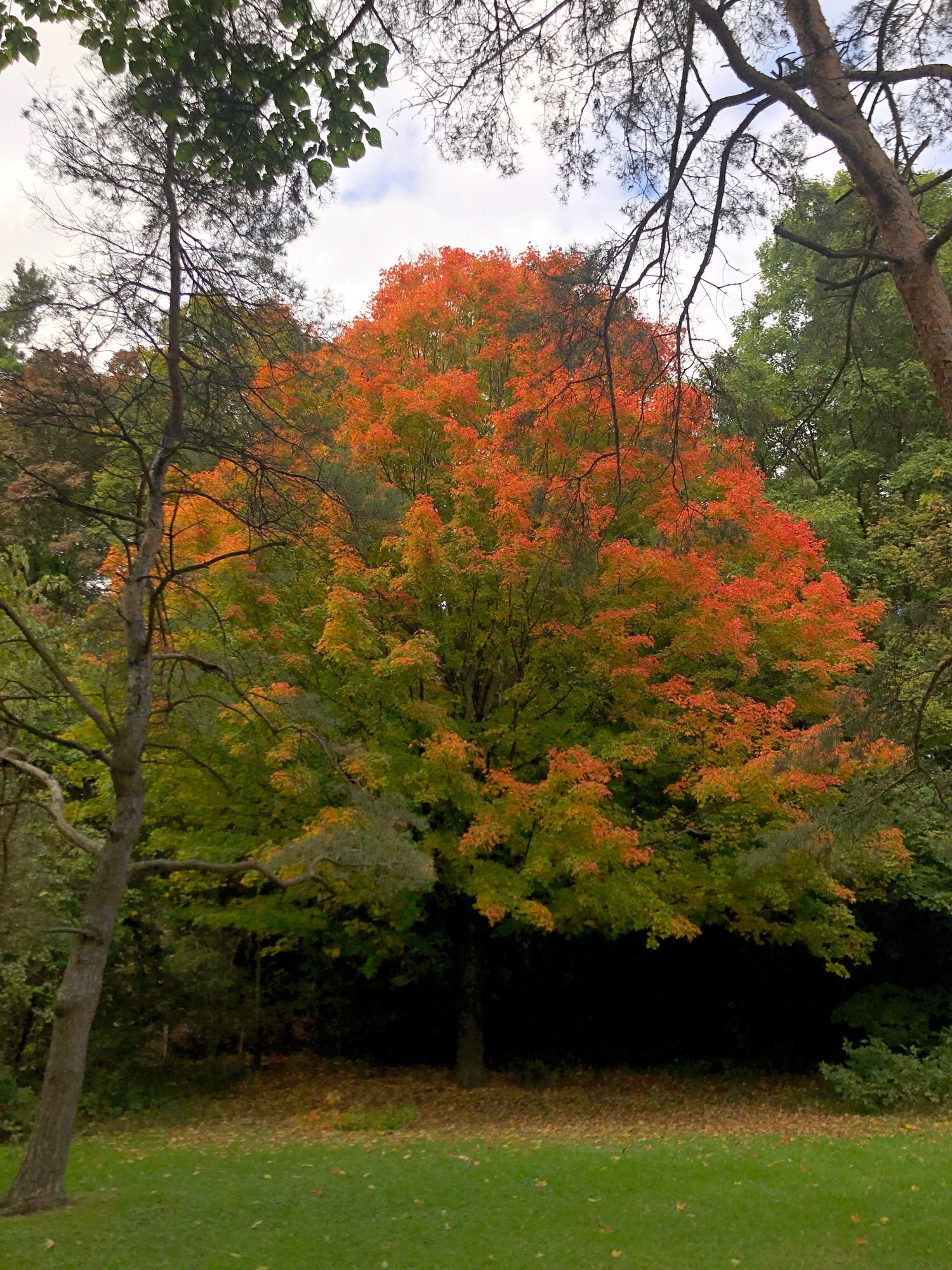 A medium-sized, round maple tree with bright orange and red in the top half and  mostly green leaves with some sprinkles of orange on the bottom half. The trees on either side are still green. The leaves under the orange maple are just starting to accumulate. White clouds with some blue sky barely poking through behind it.